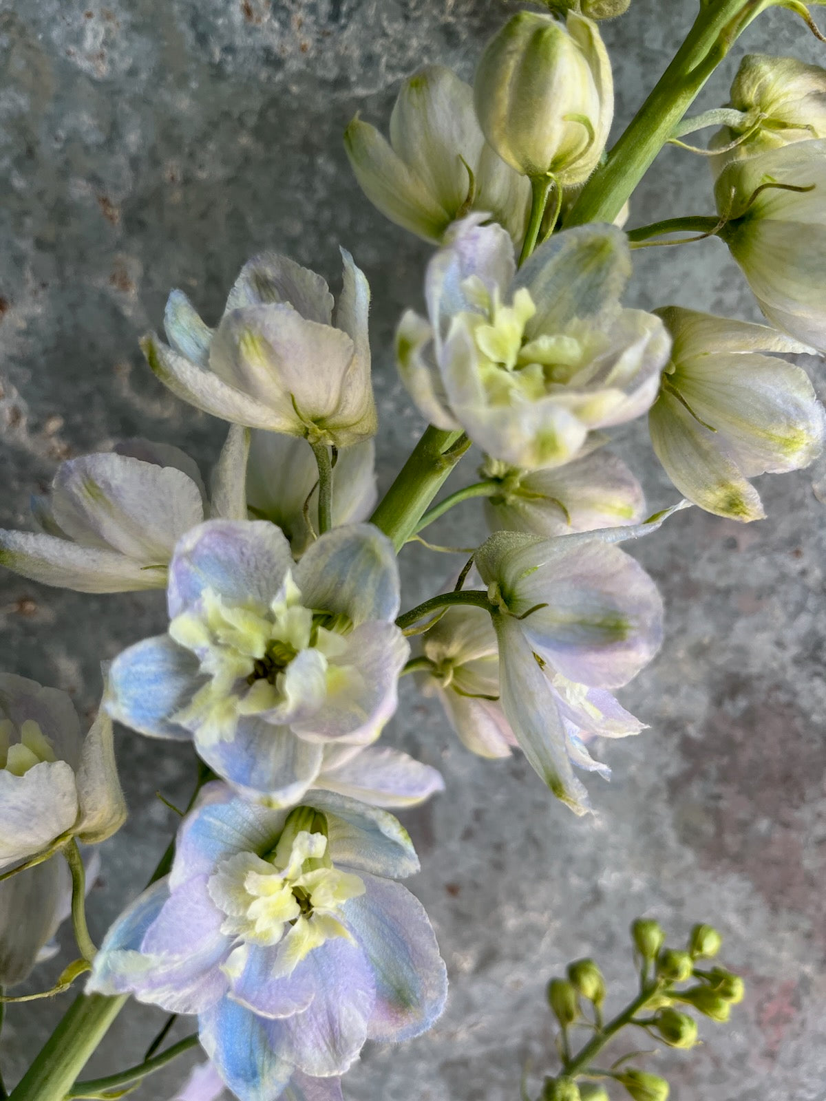 Delphinium