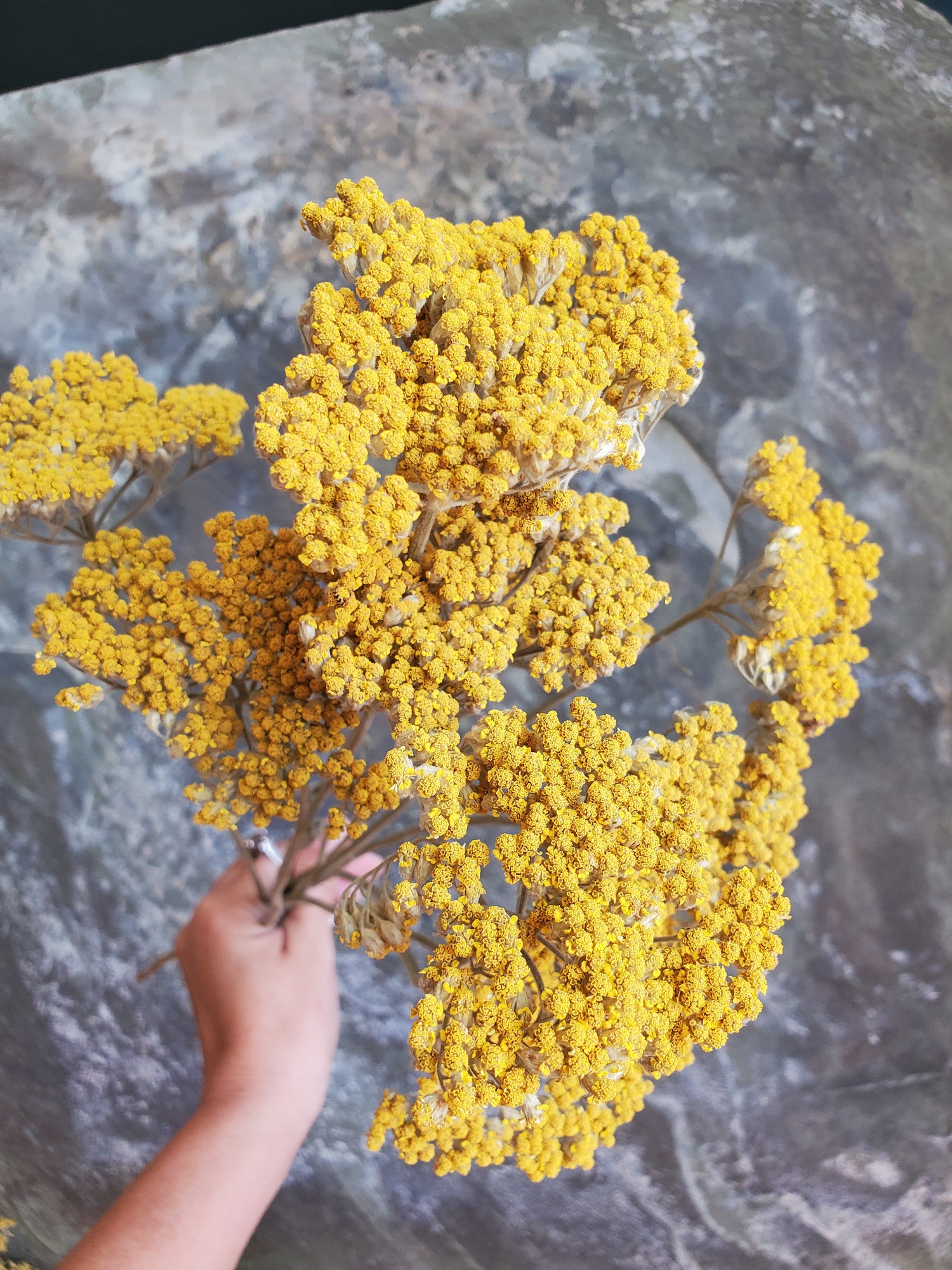 Yarrow- Yellow- Dried