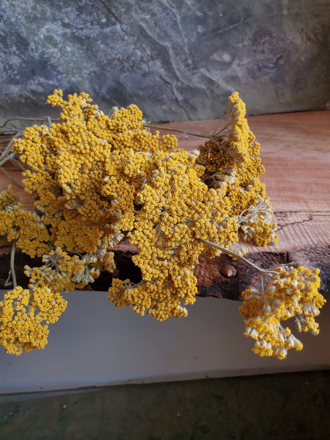 Yarrow- Yellow- Dried