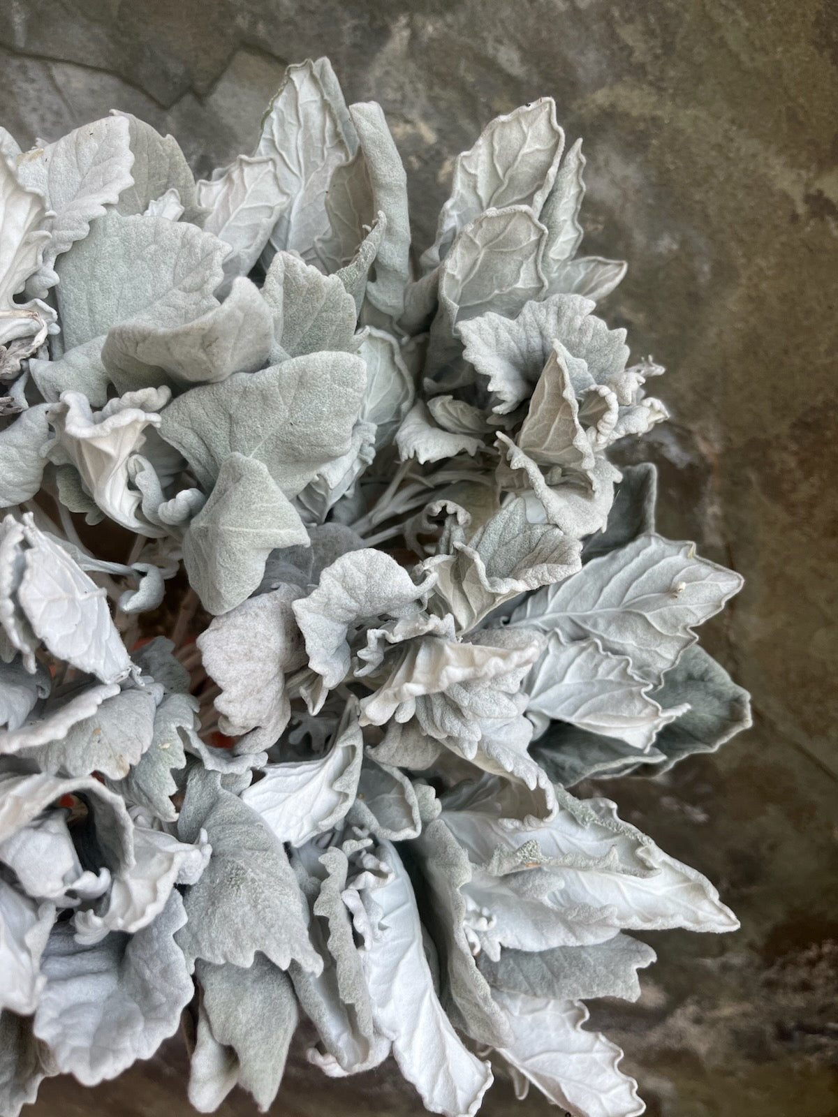 Dusty Miller- Dried