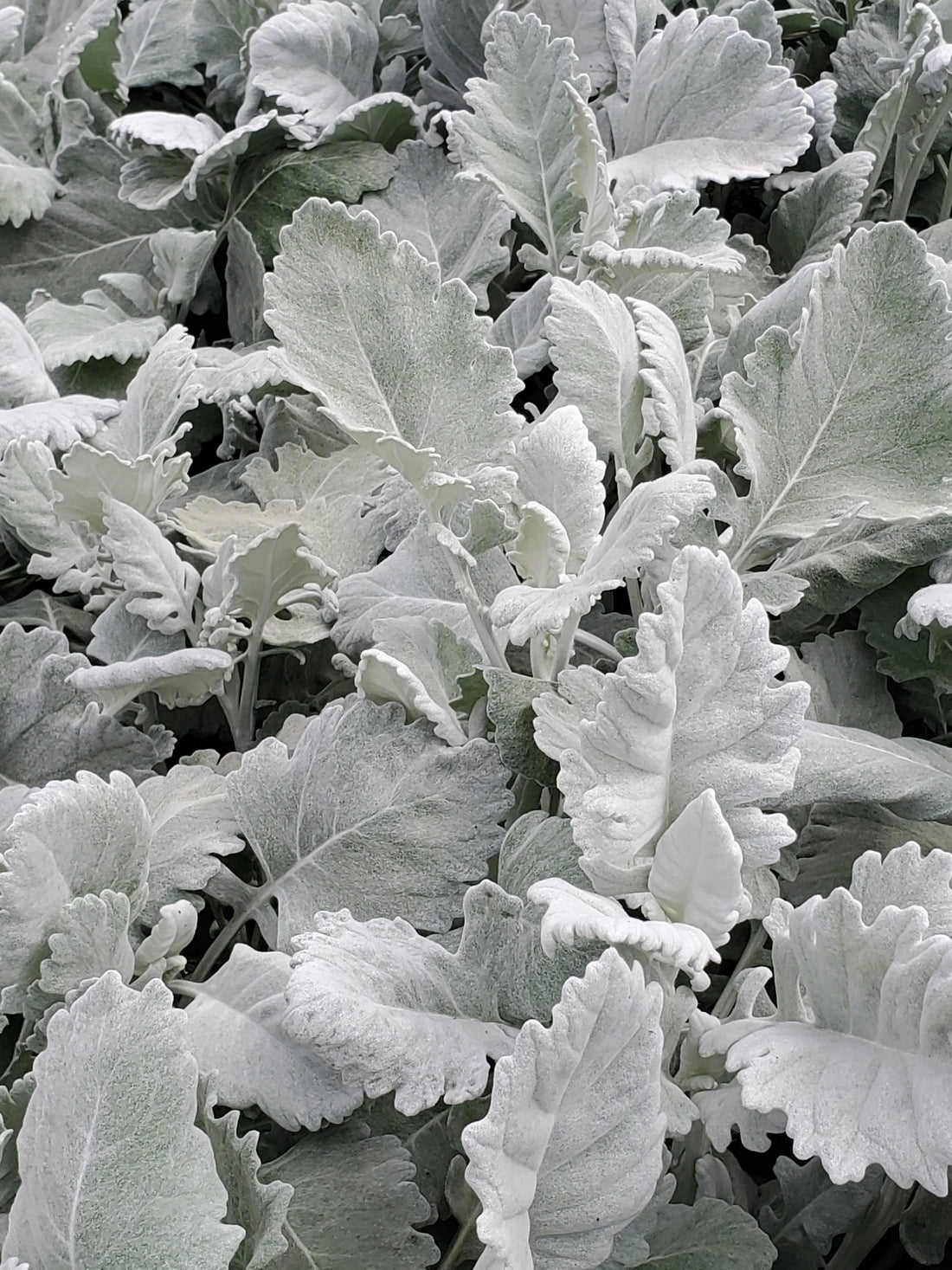 Dusty Miller