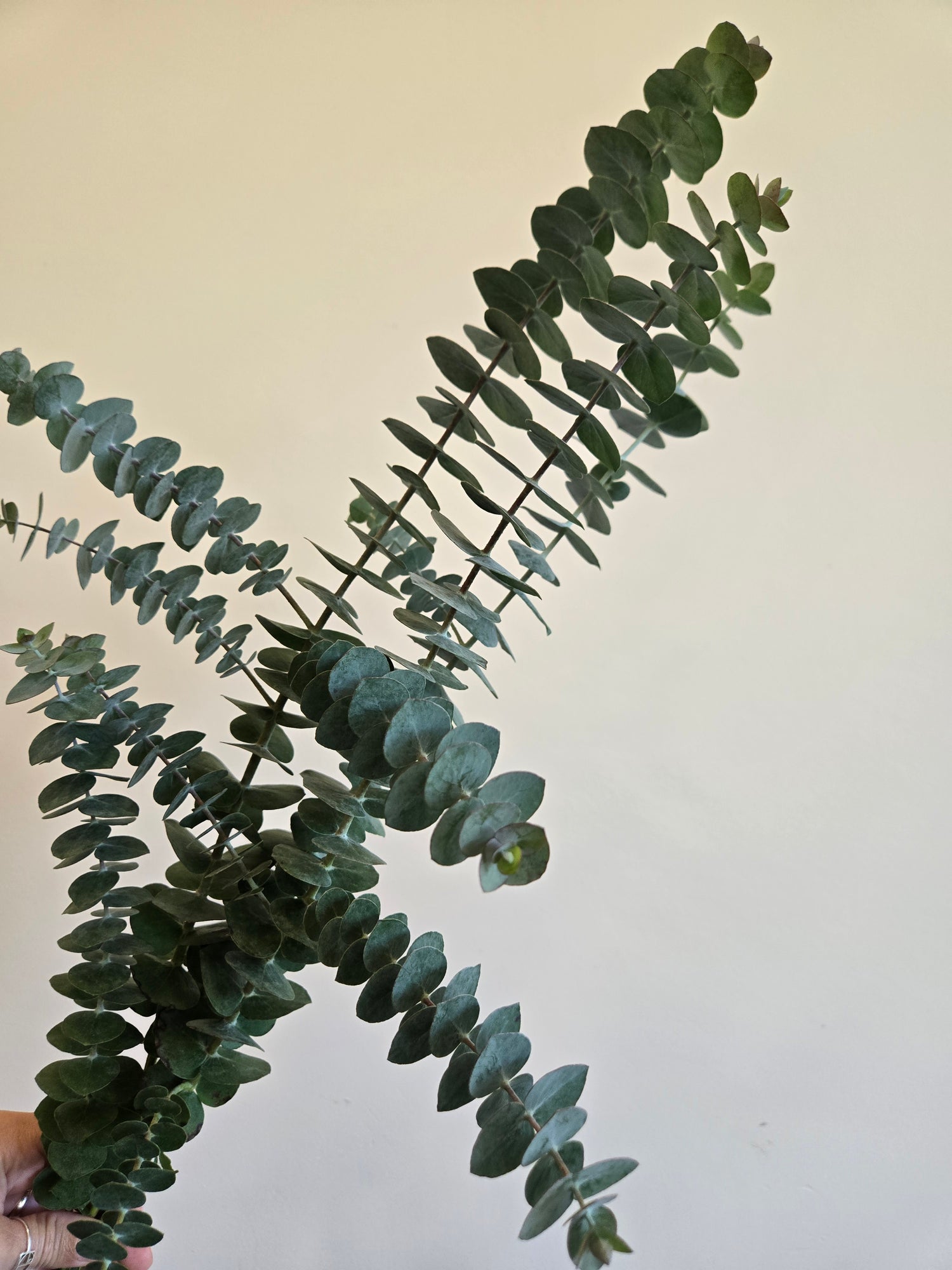 Eucalyptus