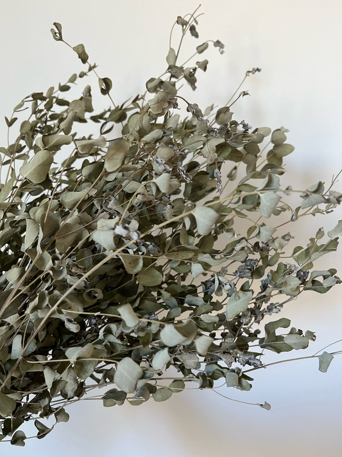 Eucalyptus - Dried