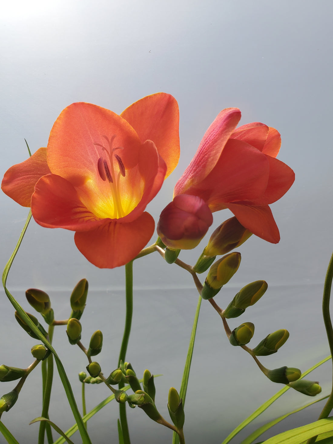 Freesia