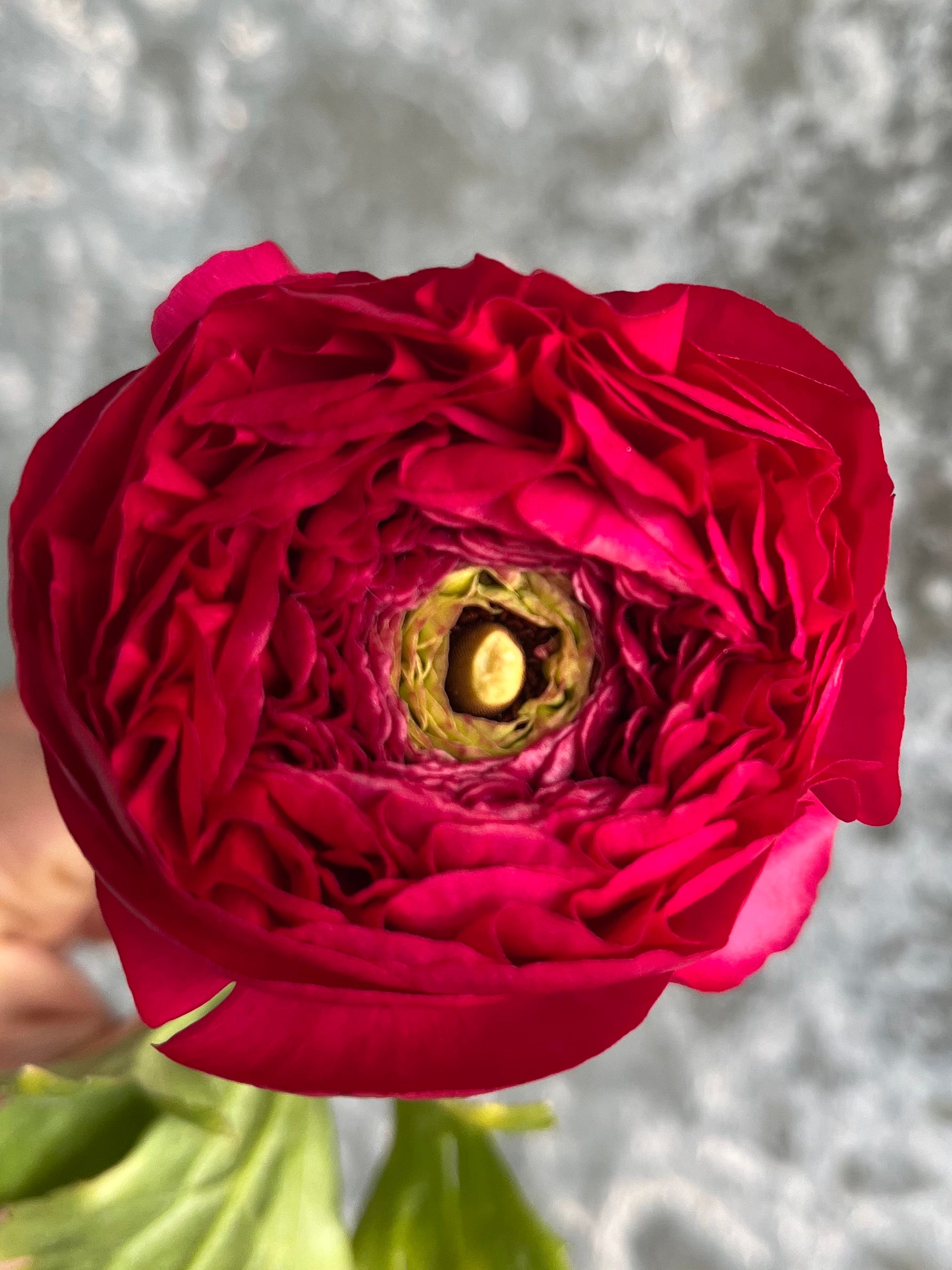 Ranunculus