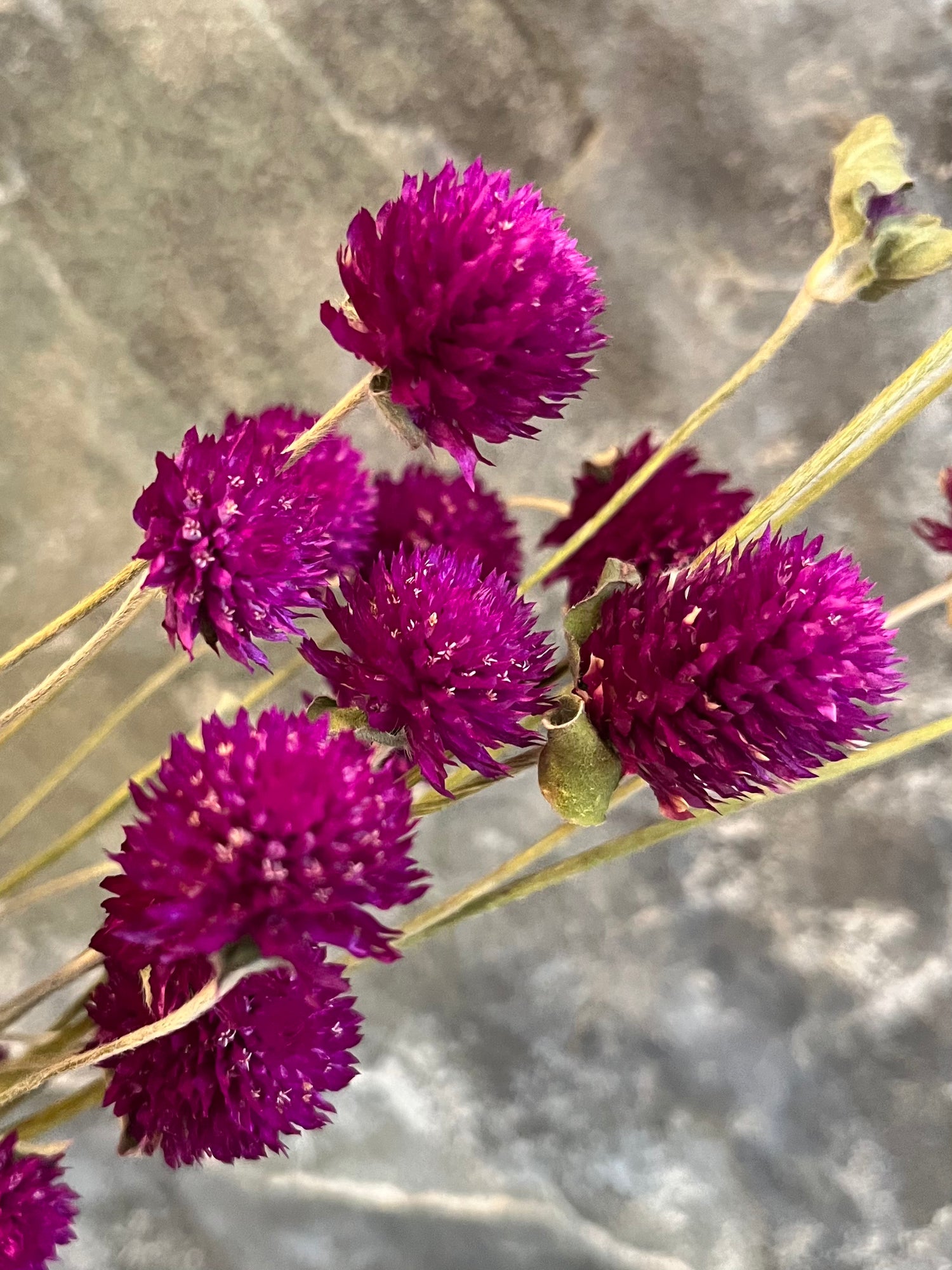 Gomphrena - DRIED