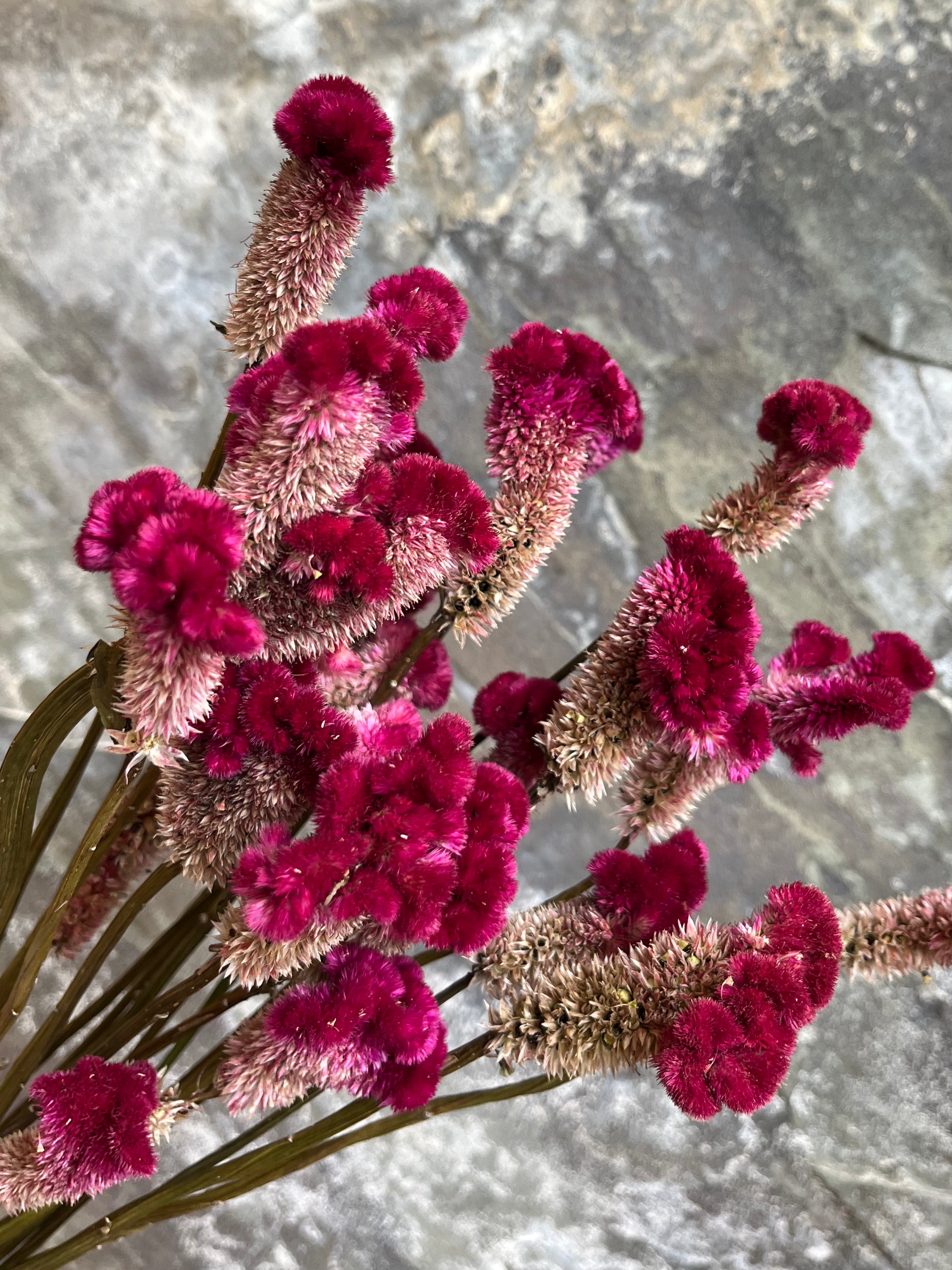 Coxcomb- DRIED