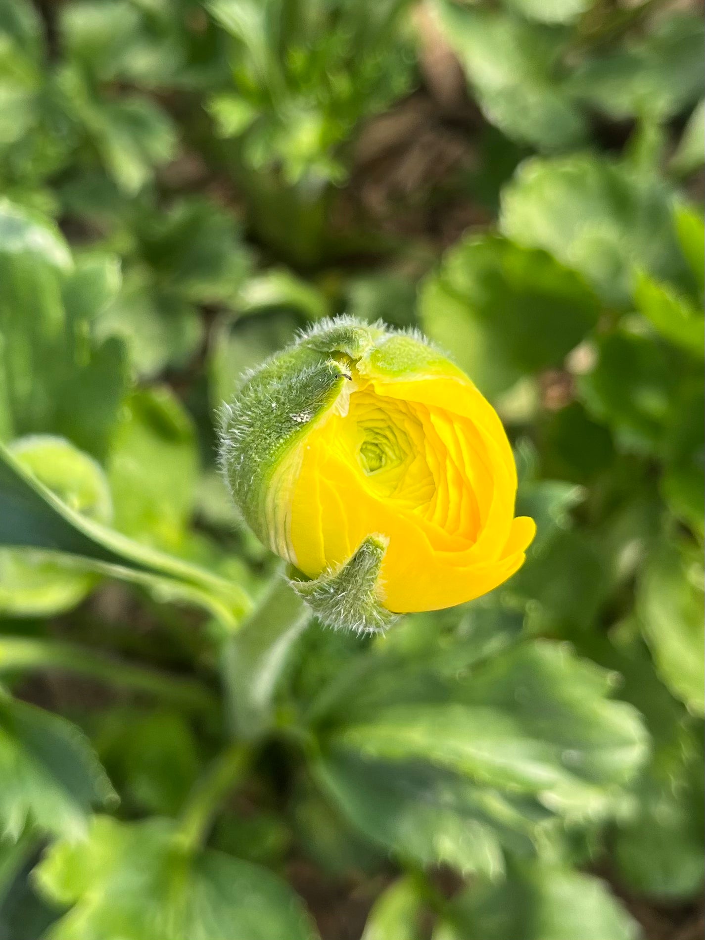 Ranunculus