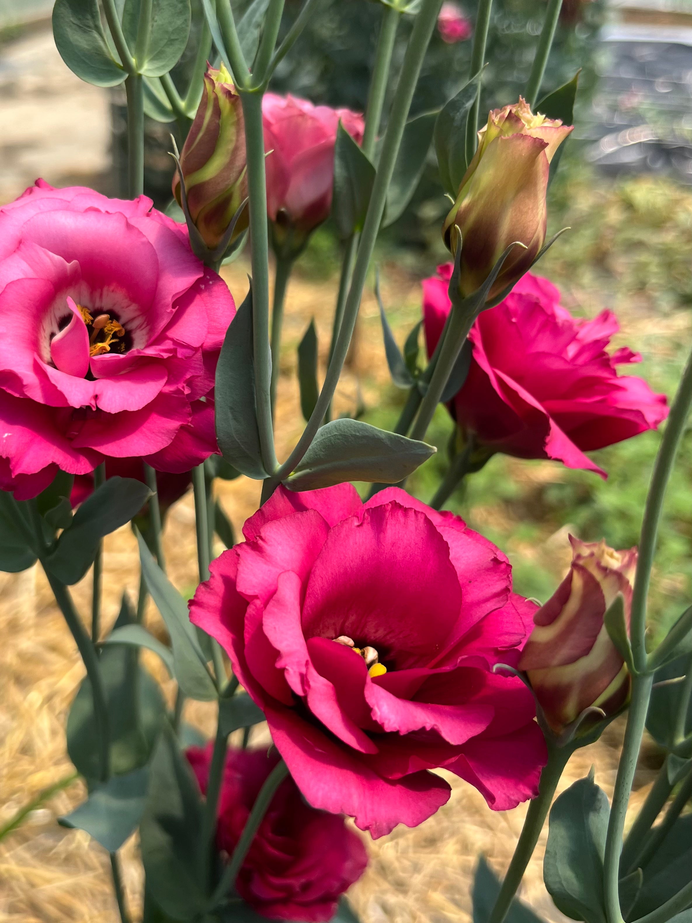 Lisianthus