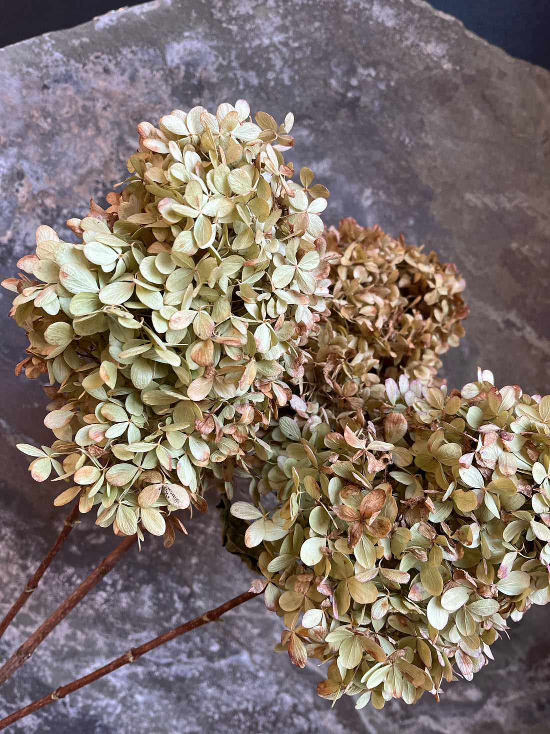 Hydrangea - Dried