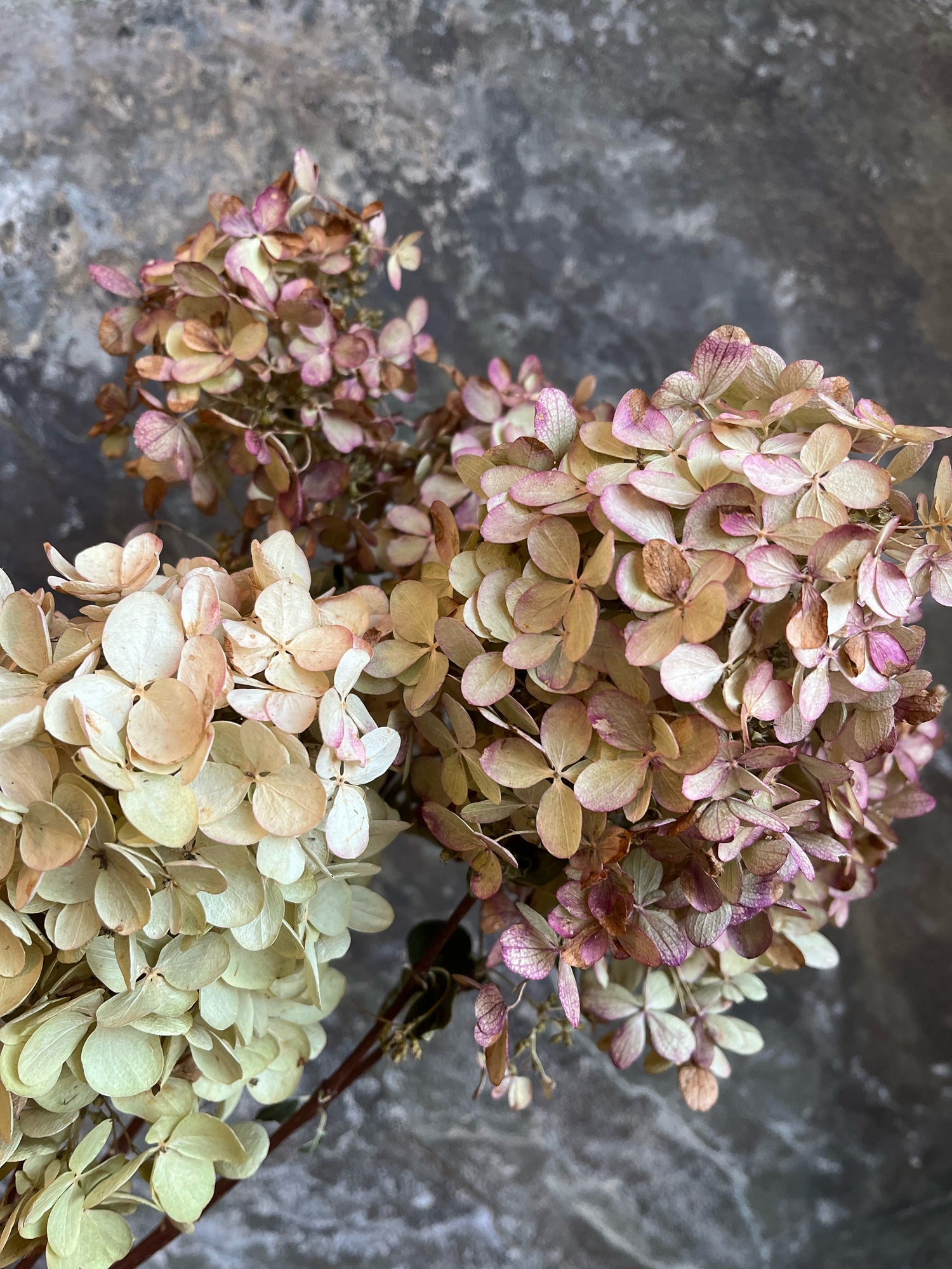 Hydrangea - Dried