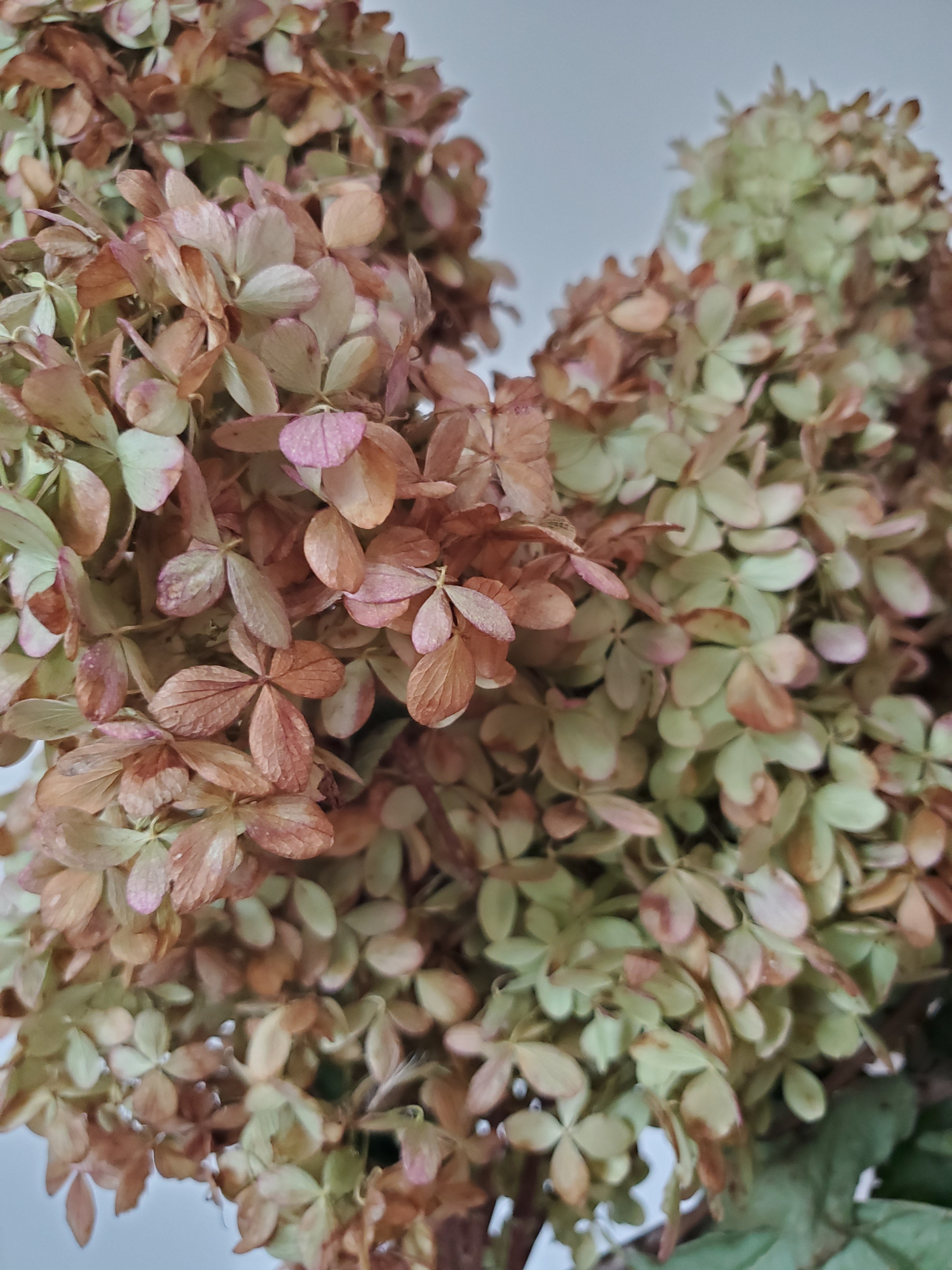 Hydrangea