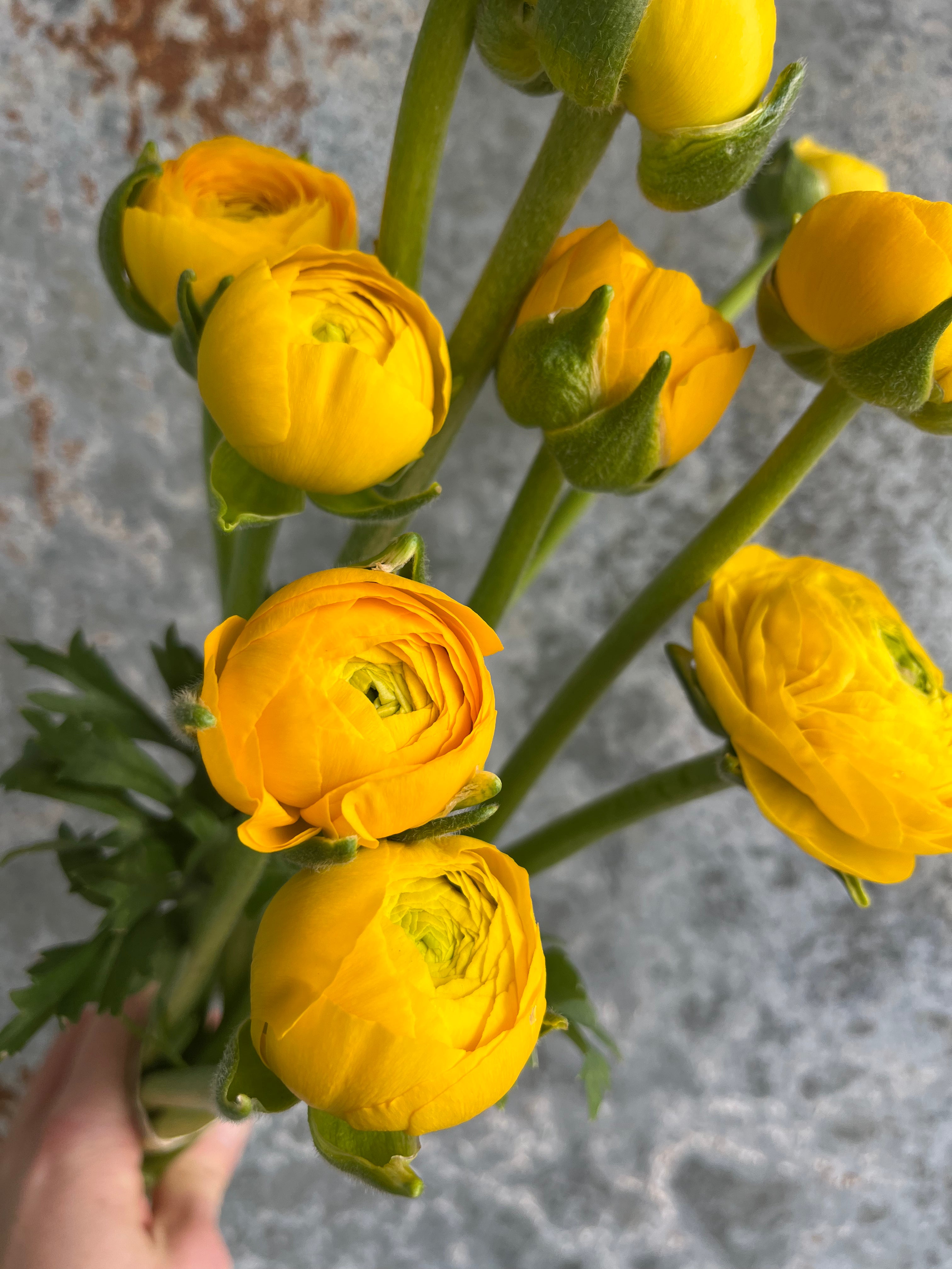 Ranunculus