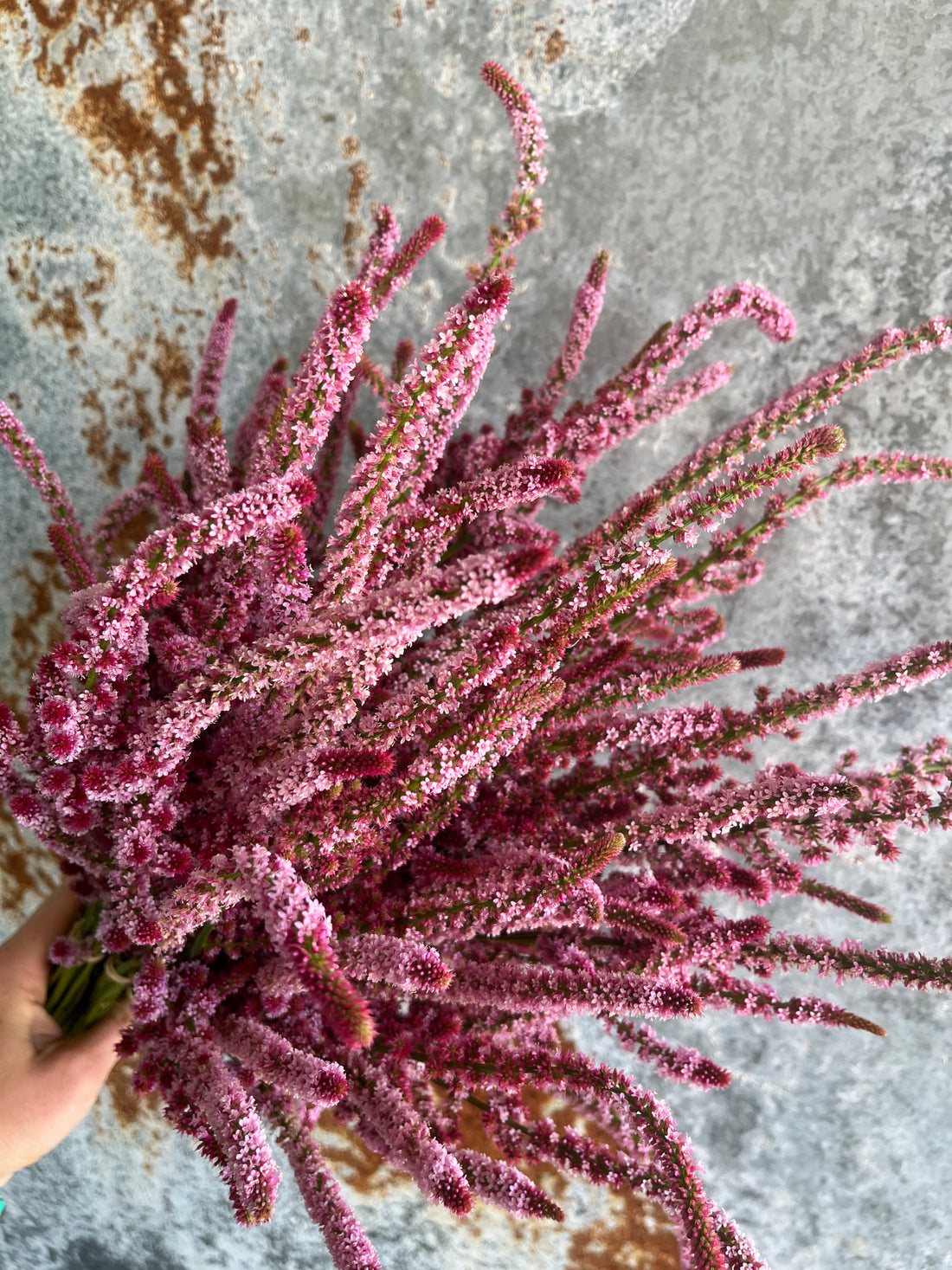 Statice Suworowii
