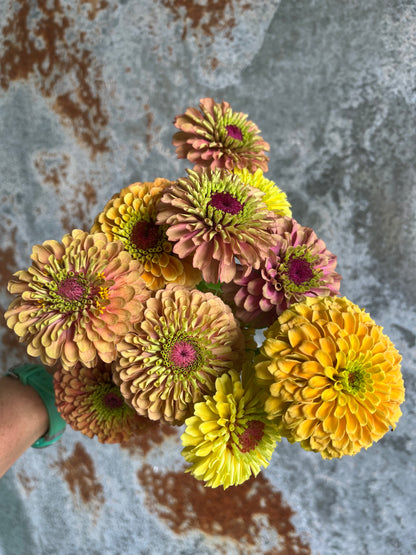 Zinnia Heirloom