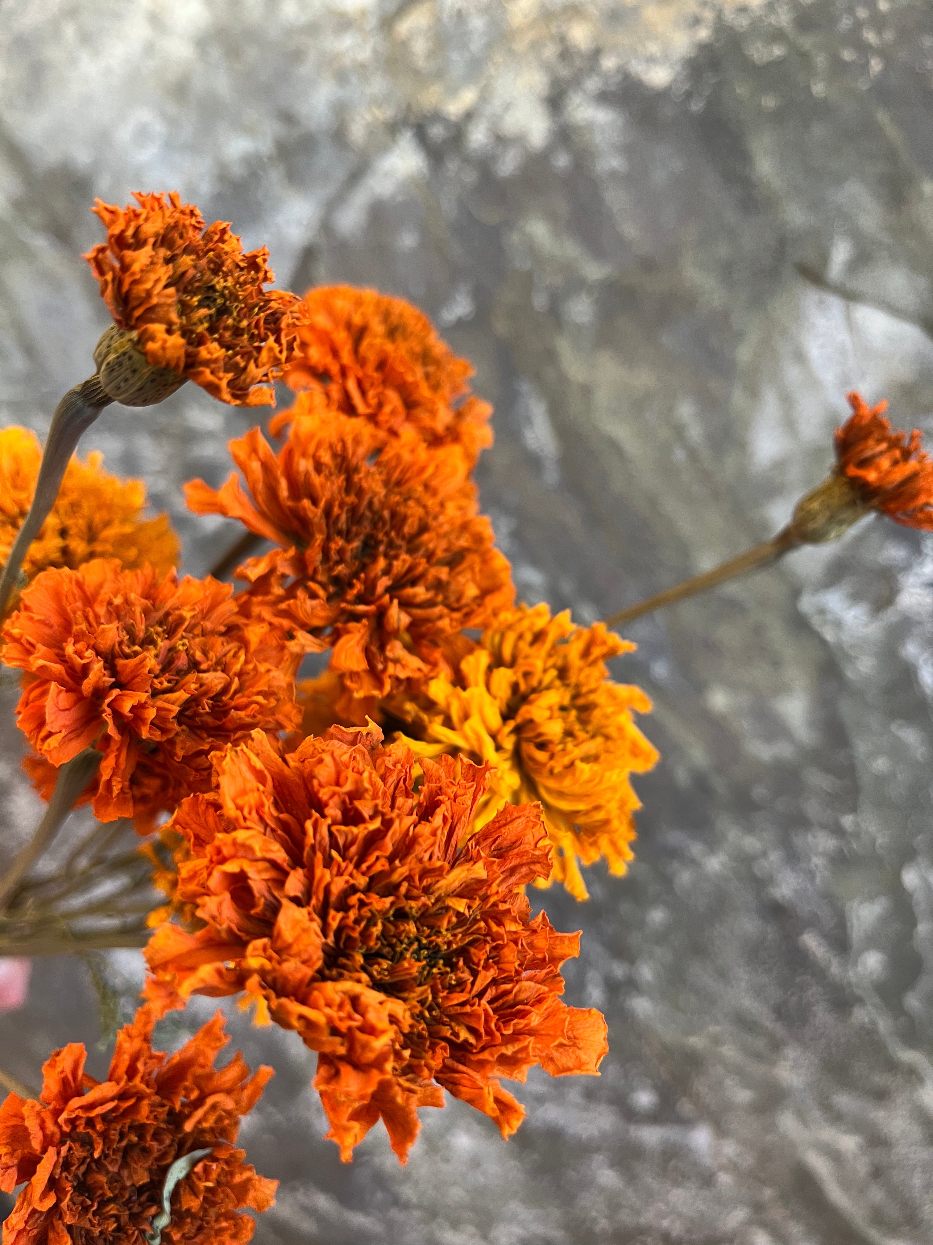 Marigold- DRIED