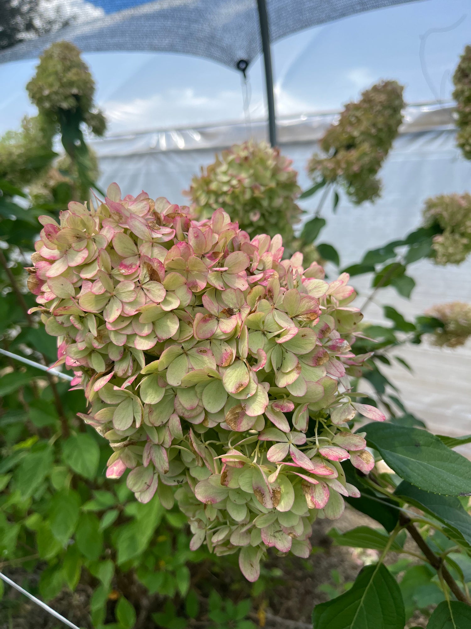 Hydrangea