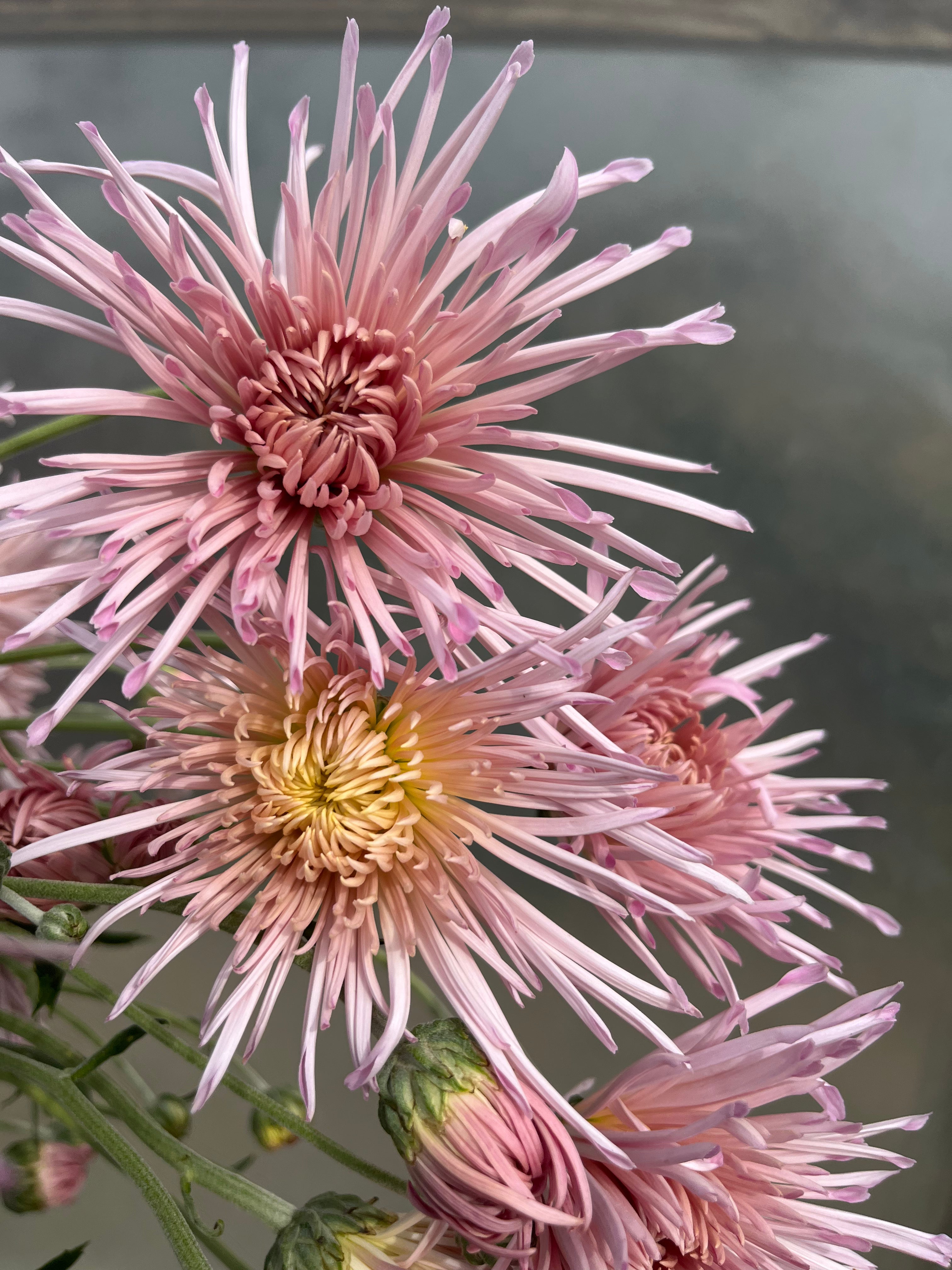 Chrysanthemum