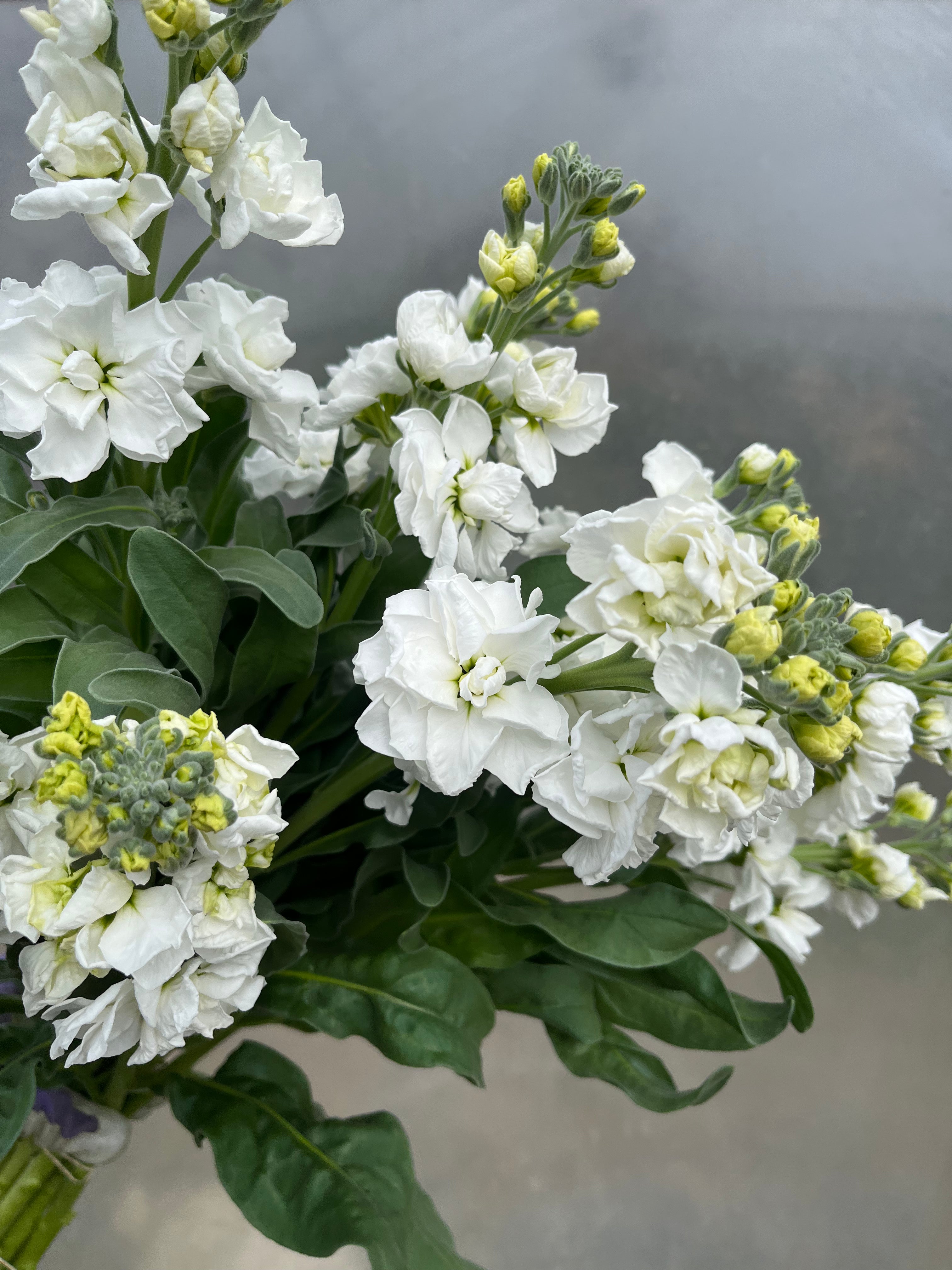 {"loading" => "lazy", "id" => "Thumbnail-template--15485079421005__main-31", "sizes" => "(min-width: 1440px) calc((737 - 4rem) / 4), (min-width: 990px) calc((55.0vw - 4rem) / 4), (min-width: 750px) calc((100vw - 15rem) / 8), calc((100vw - 14rem) / 3)", "widths" => "54, 74, 162, 208, 324, 416", "alt" => "Stock"}