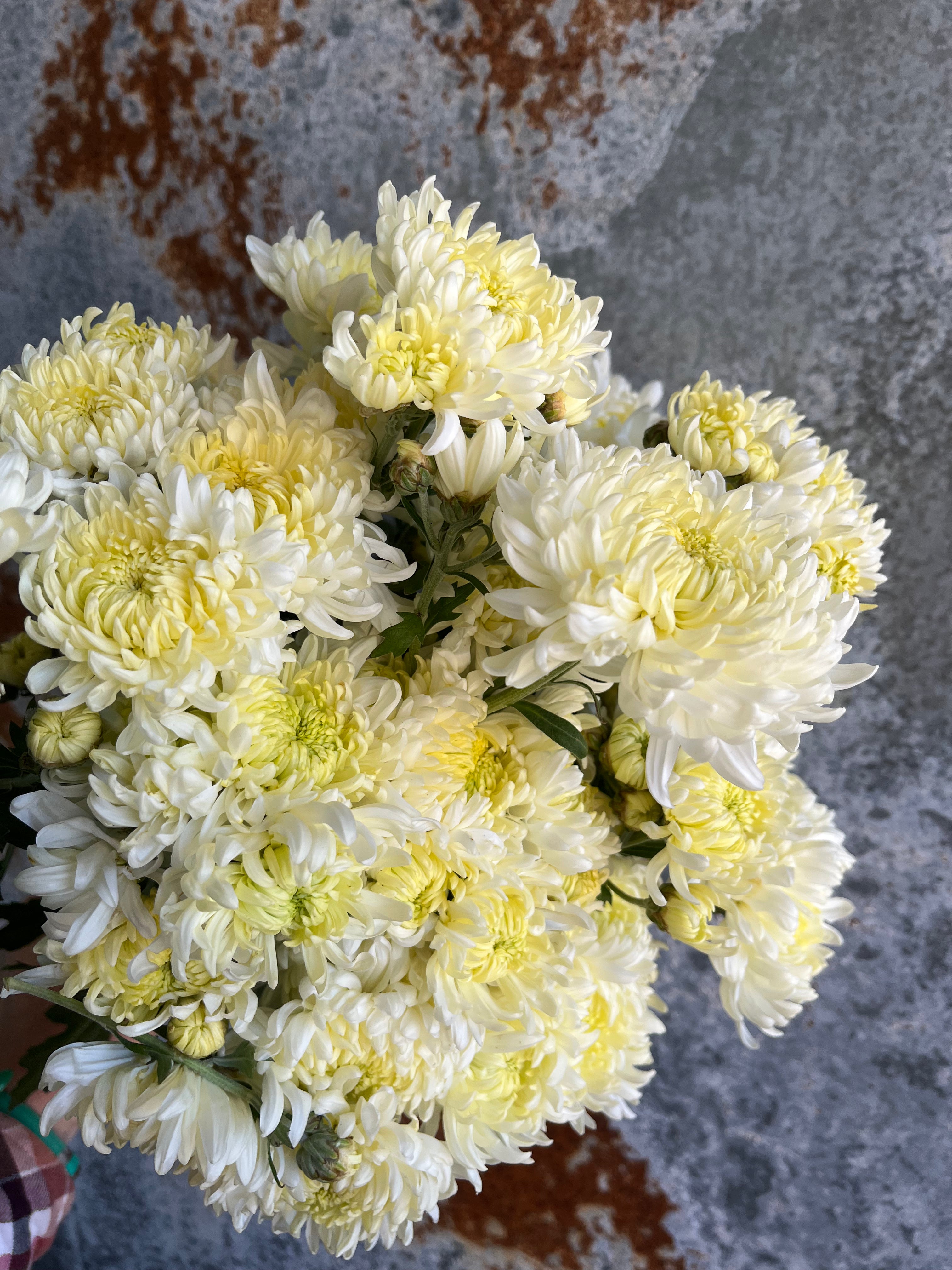 Chrysanthemum