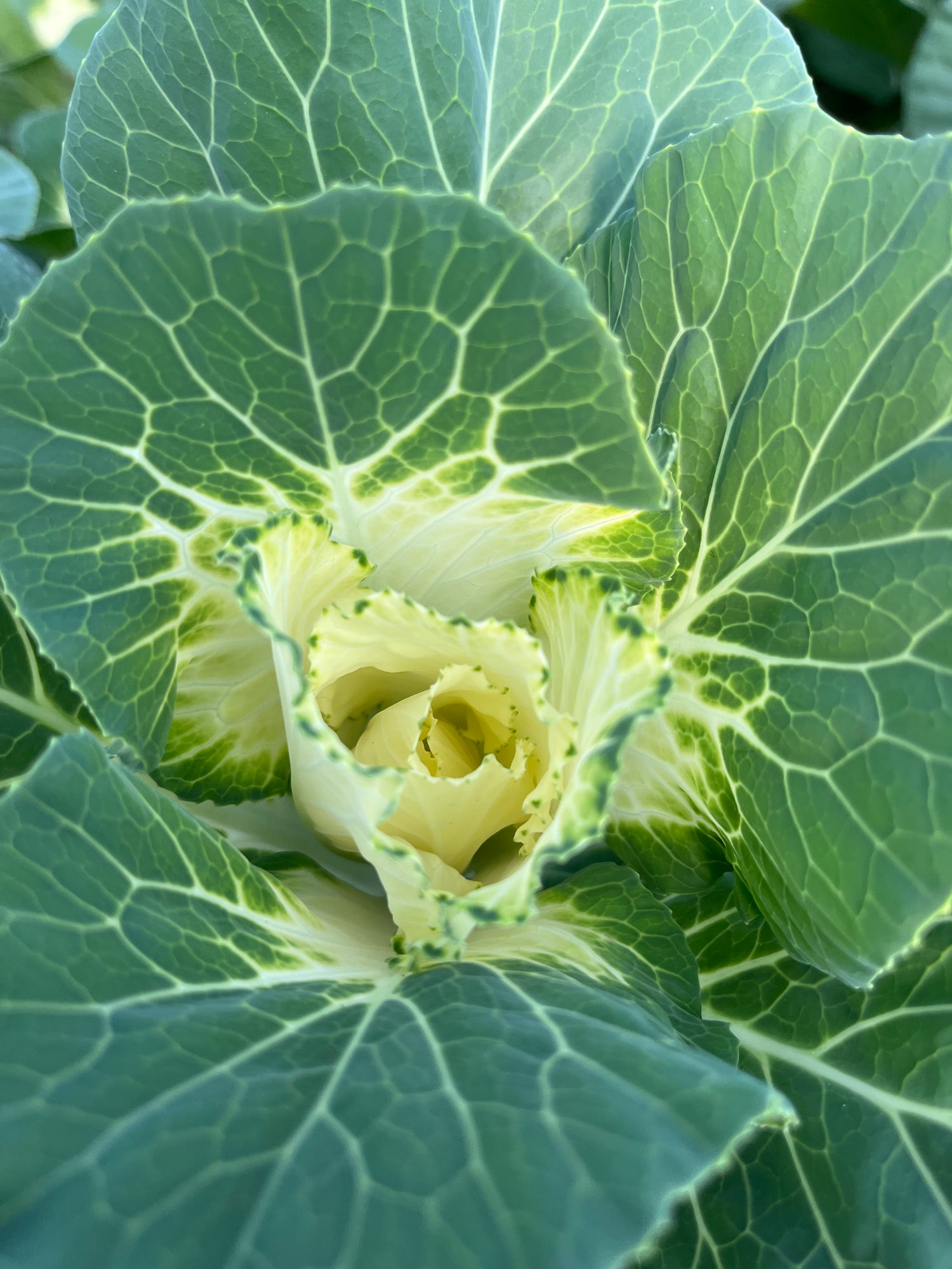 Cabbage- Ornamental