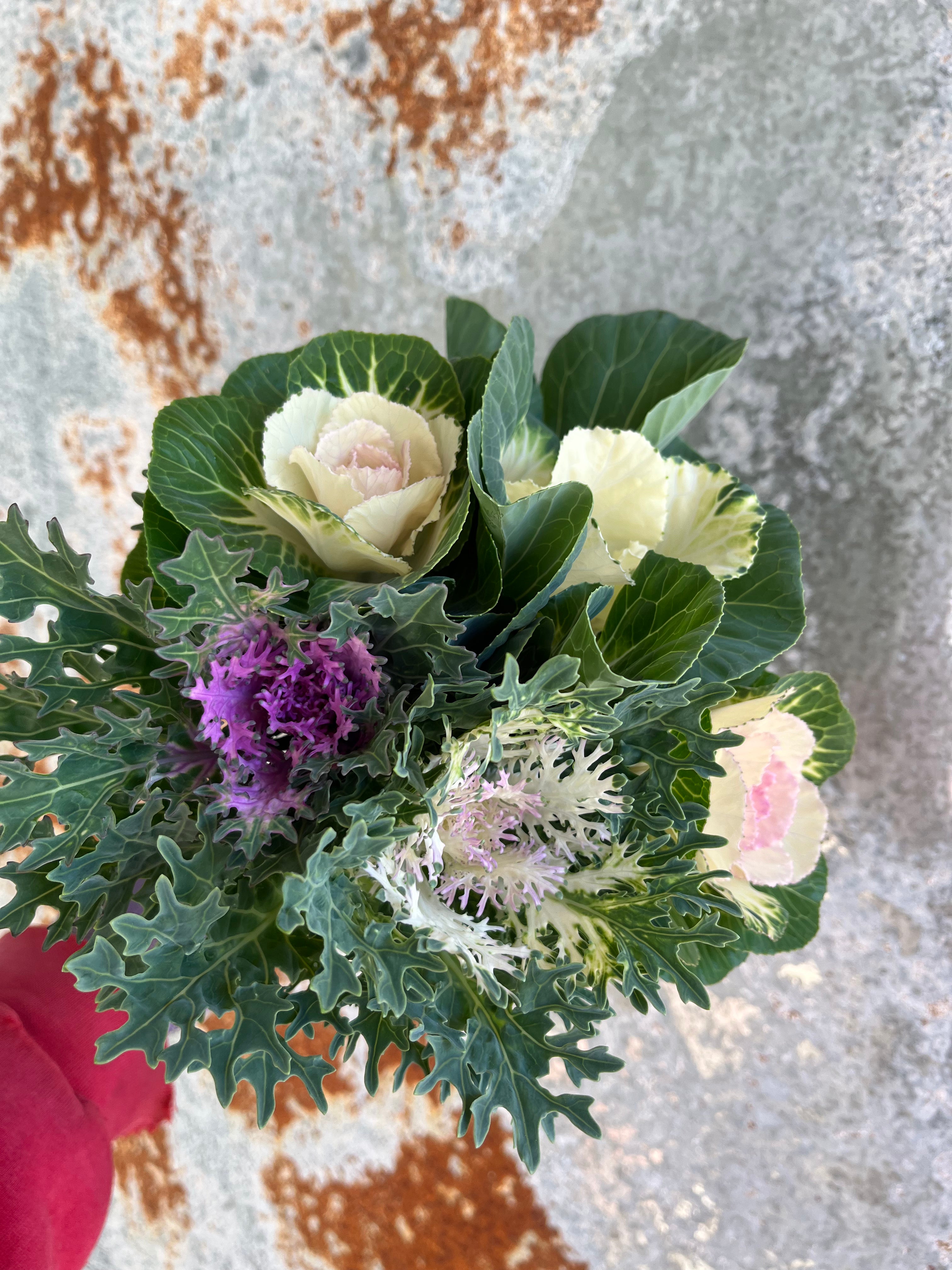 {"loading" => "lazy", "id" => "Thumbnail-template--15485079421005__main-22", "sizes" => "(min-width: 1440px) calc((737 - 4rem) / 4), (min-width: 990px) calc((55.0vw - 4rem) / 4), (min-width: 750px) calc((100vw - 15rem) / 8), calc((100vw - 14rem) / 3)", "widths" => "54, 74, 162, 208, 324, 416", "alt" => "Cabbage- Ornamental"}