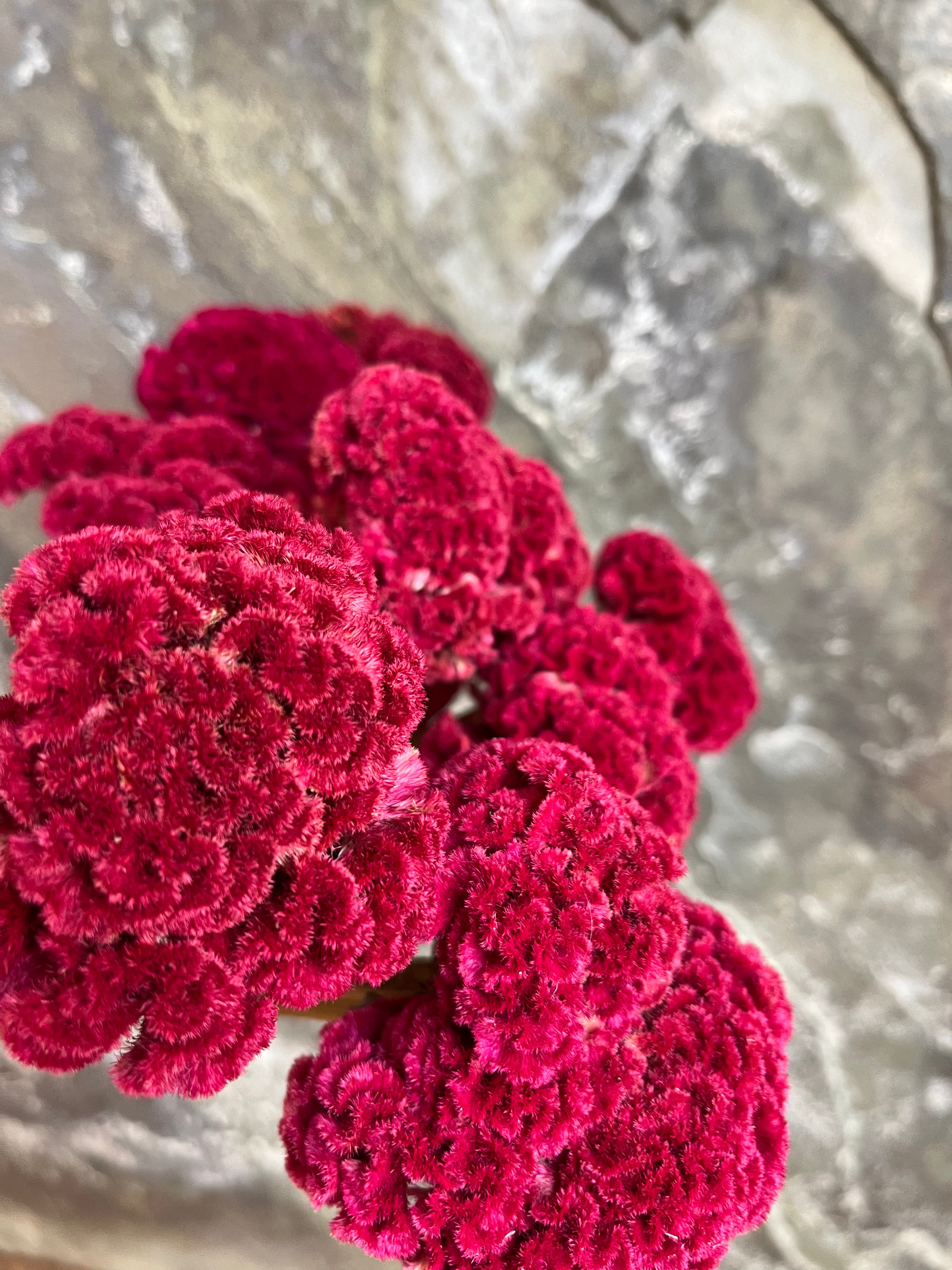 Coxcomb- DRIED