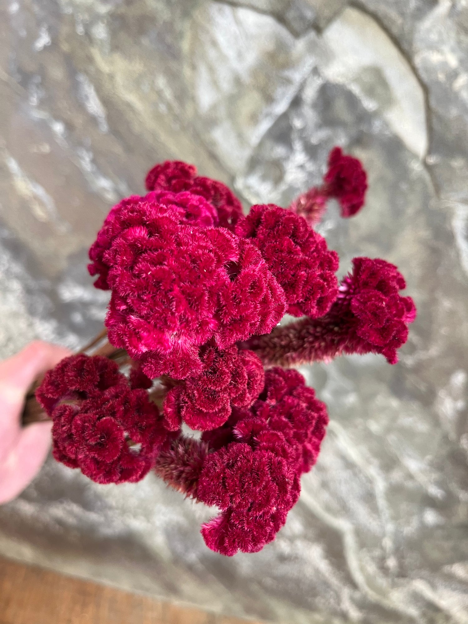 Coxcomb- DRIED