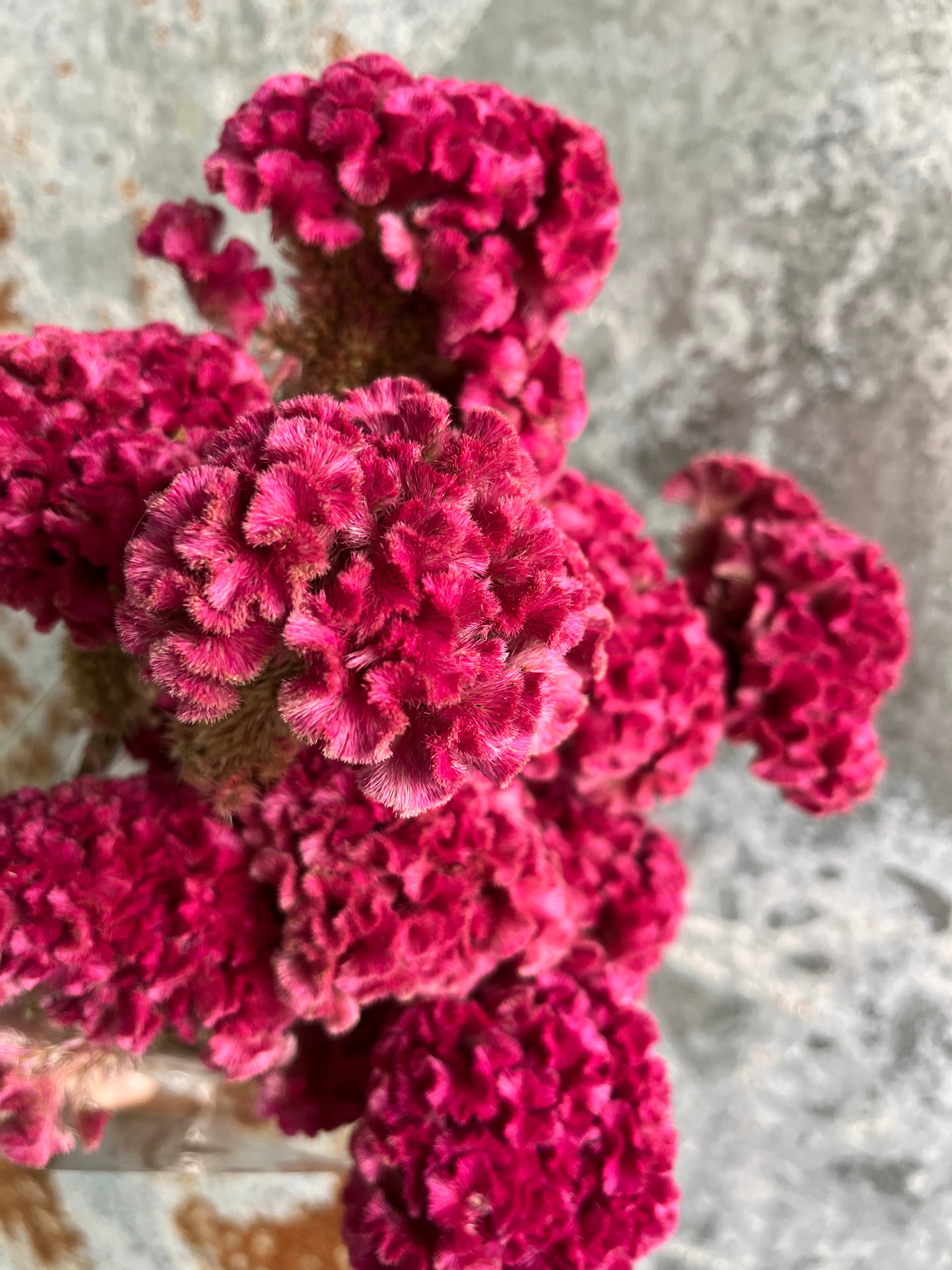 Coxcomb- DRIED
