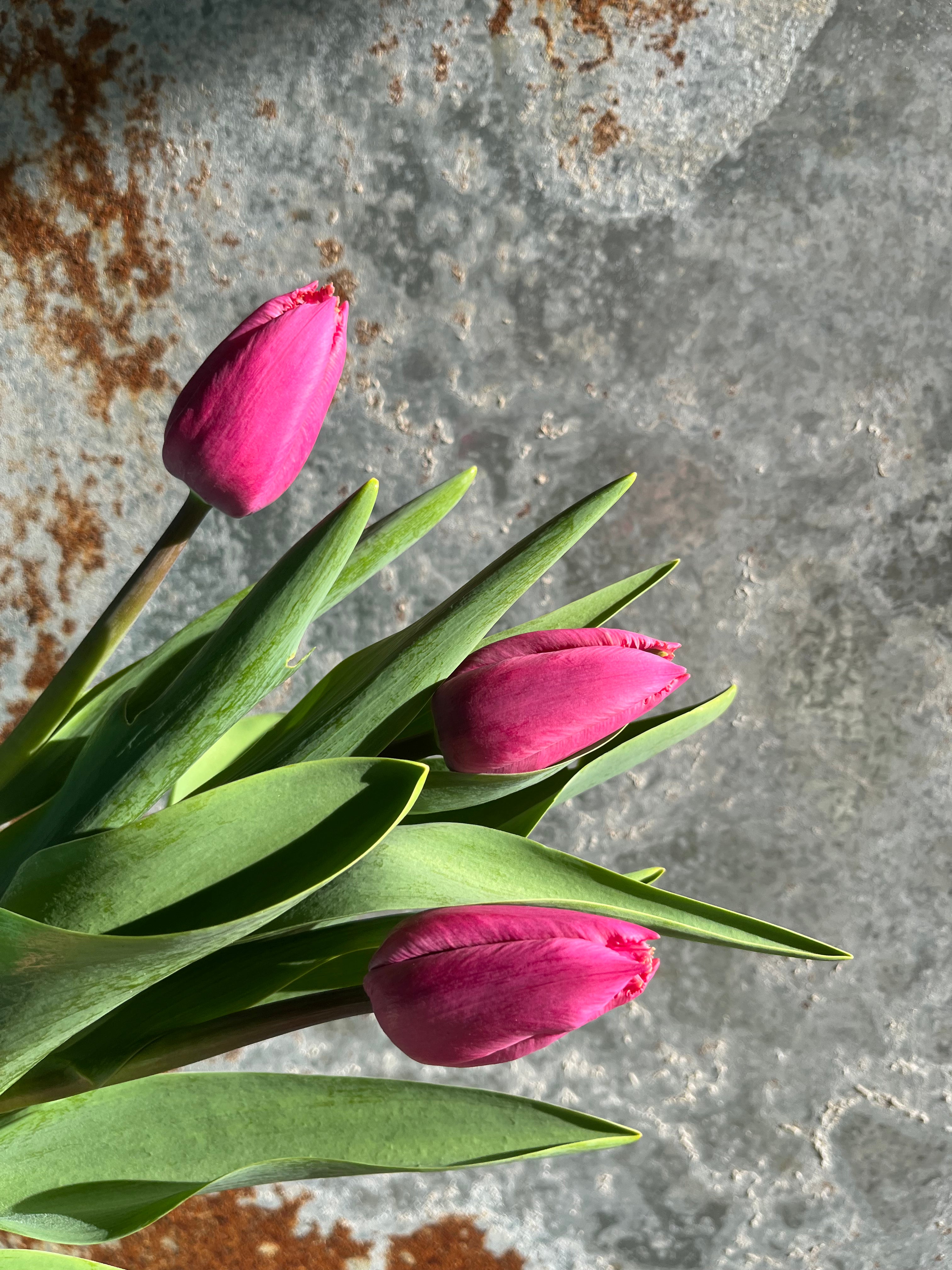 {"loading" => "lazy", "id" => "Thumbnail-template--15485079421005__main-46", "sizes" => "(min-width: 1440px) calc((737 - 4rem) / 4), (min-width: 990px) calc((55.0vw - 4rem) / 4), (min-width: 750px) calc((100vw - 15rem) / 8), calc((100vw - 14rem) / 3)", "widths" => "54, 74, 162, 208, 324, 416", "alt" => "Tulip"}