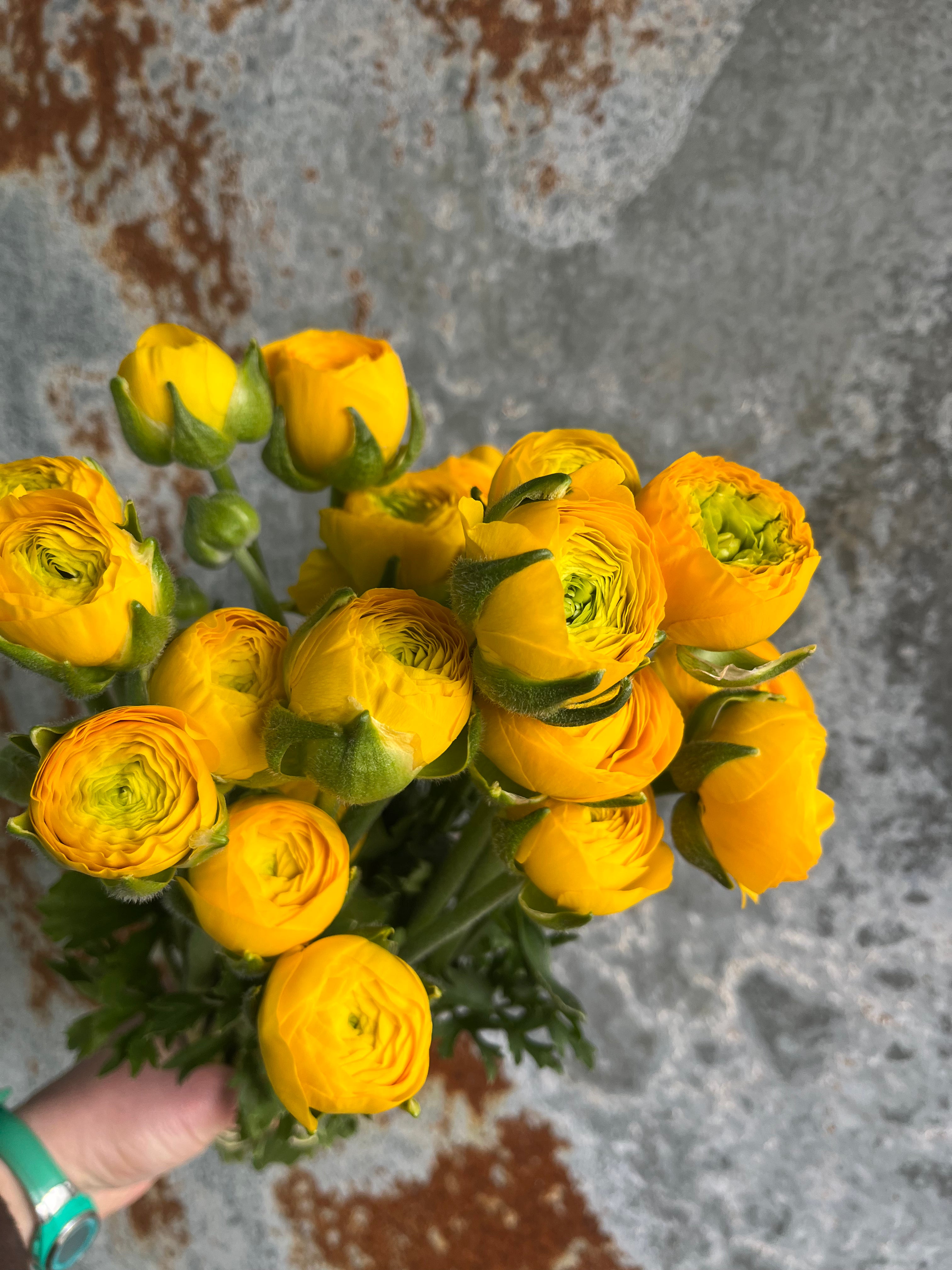 Ranunculus