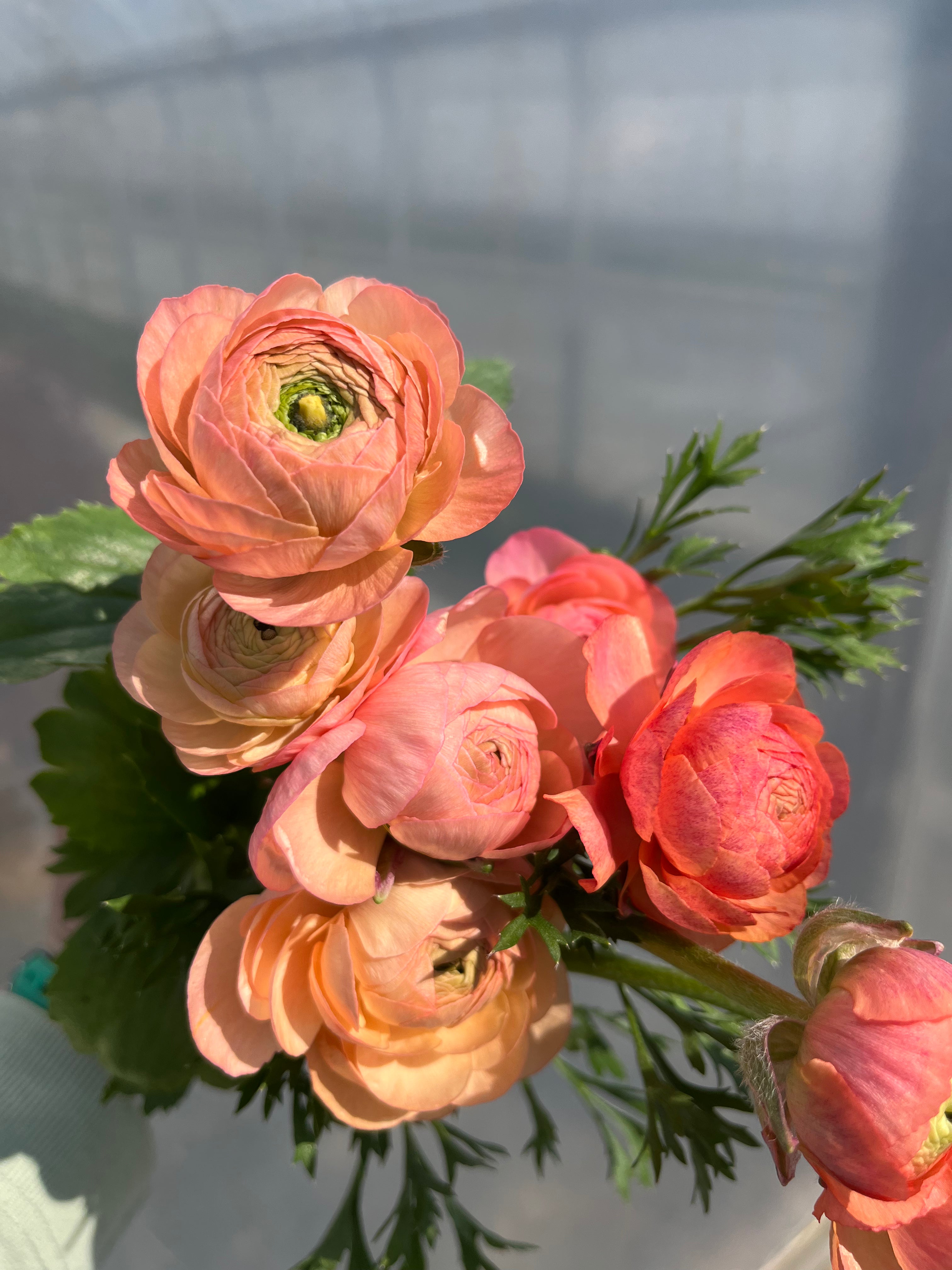 Ranunculus