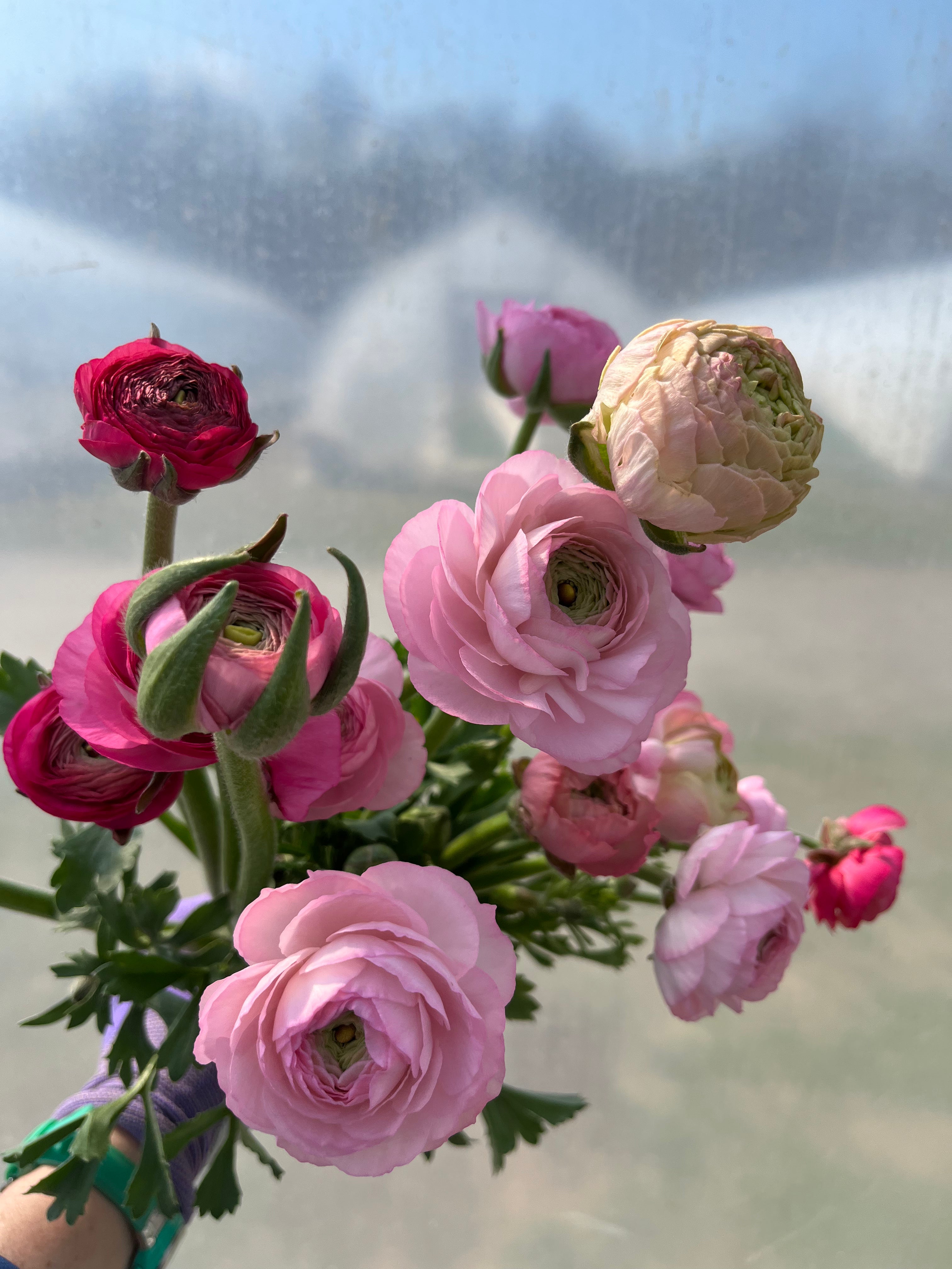 Ranunculus