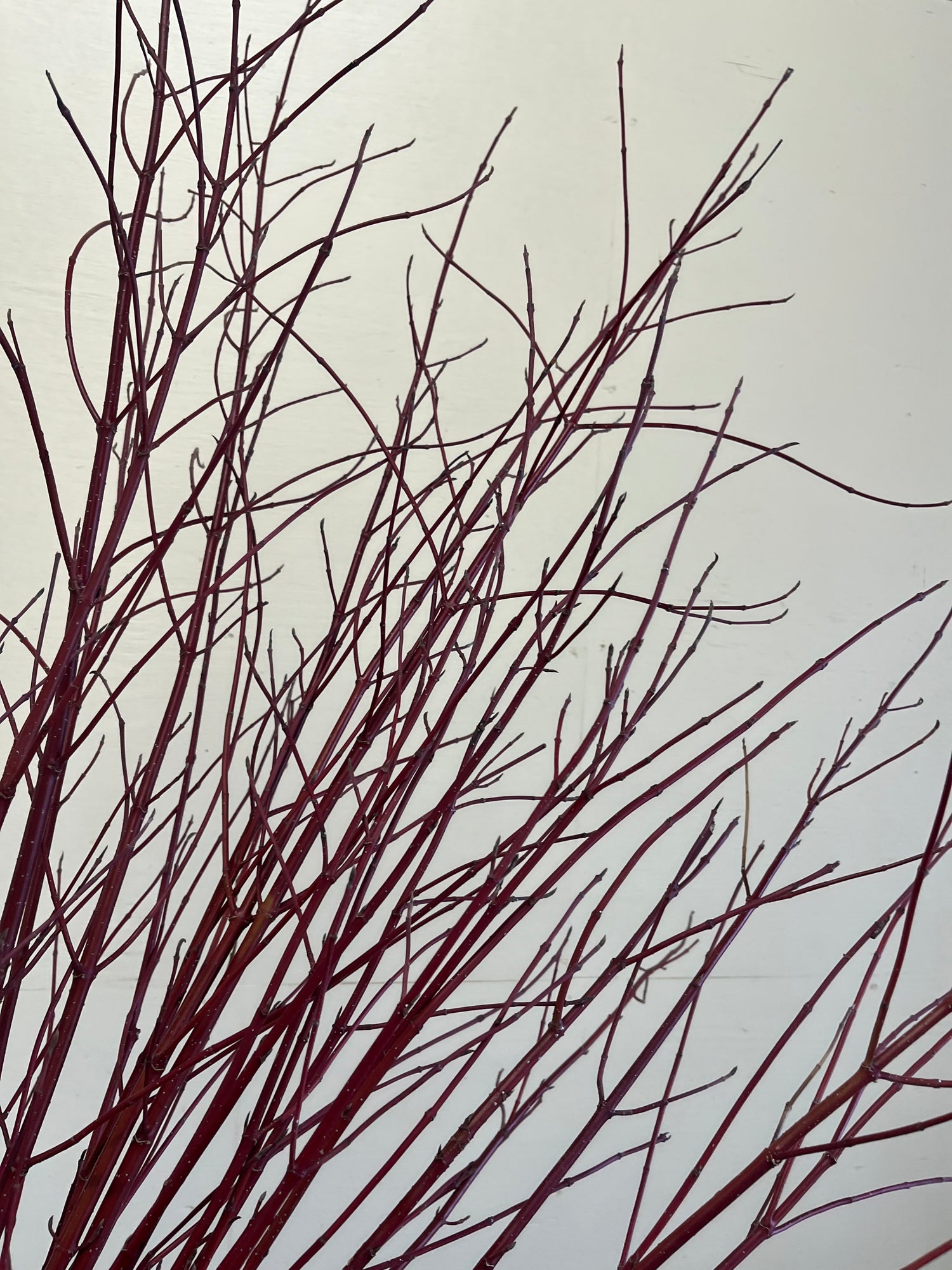 Red Twig Dogwood
