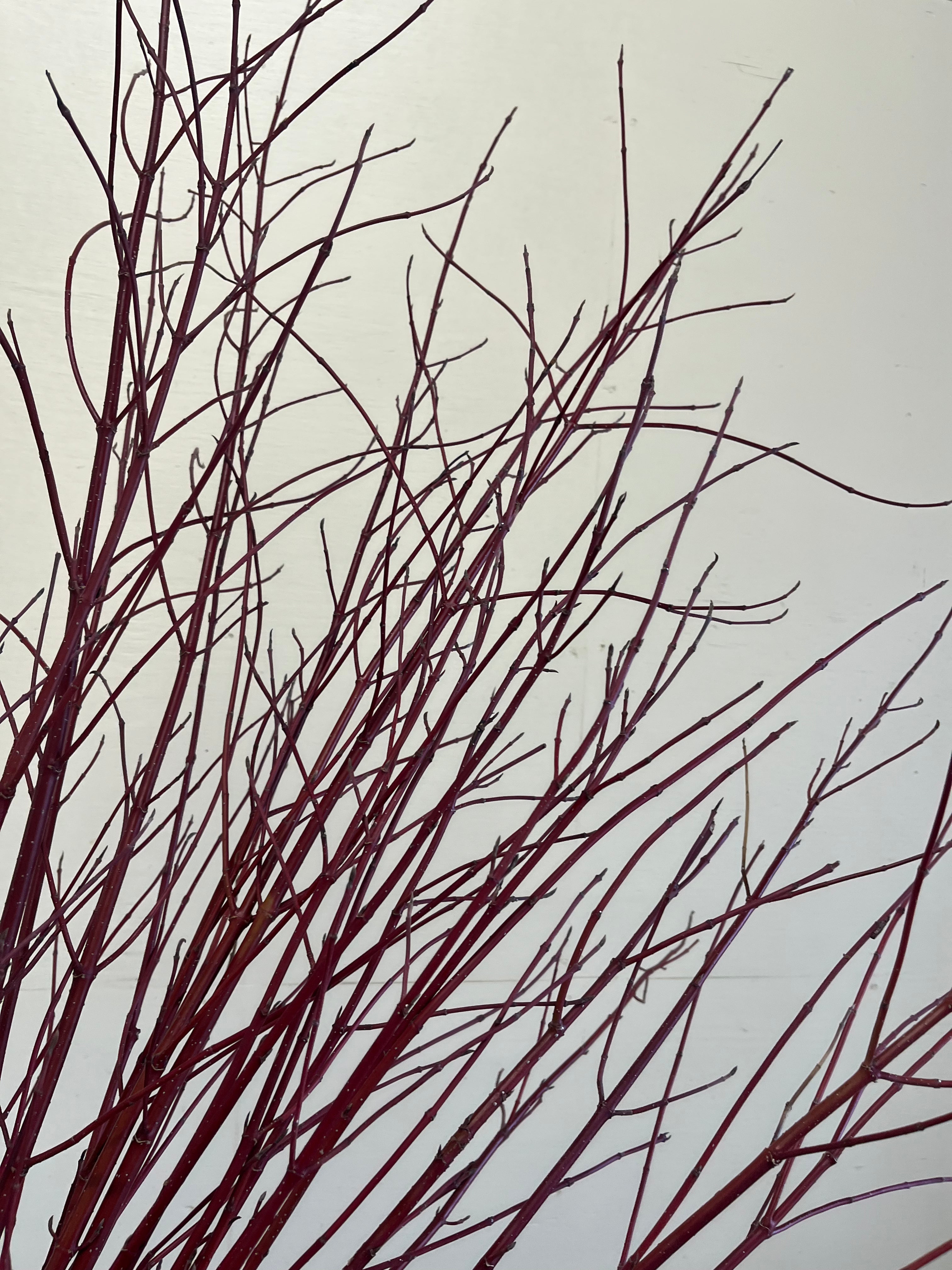 Red Twig Dogwood