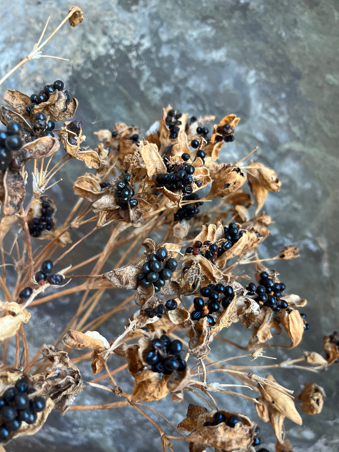 Blackberry Lily- DRIED