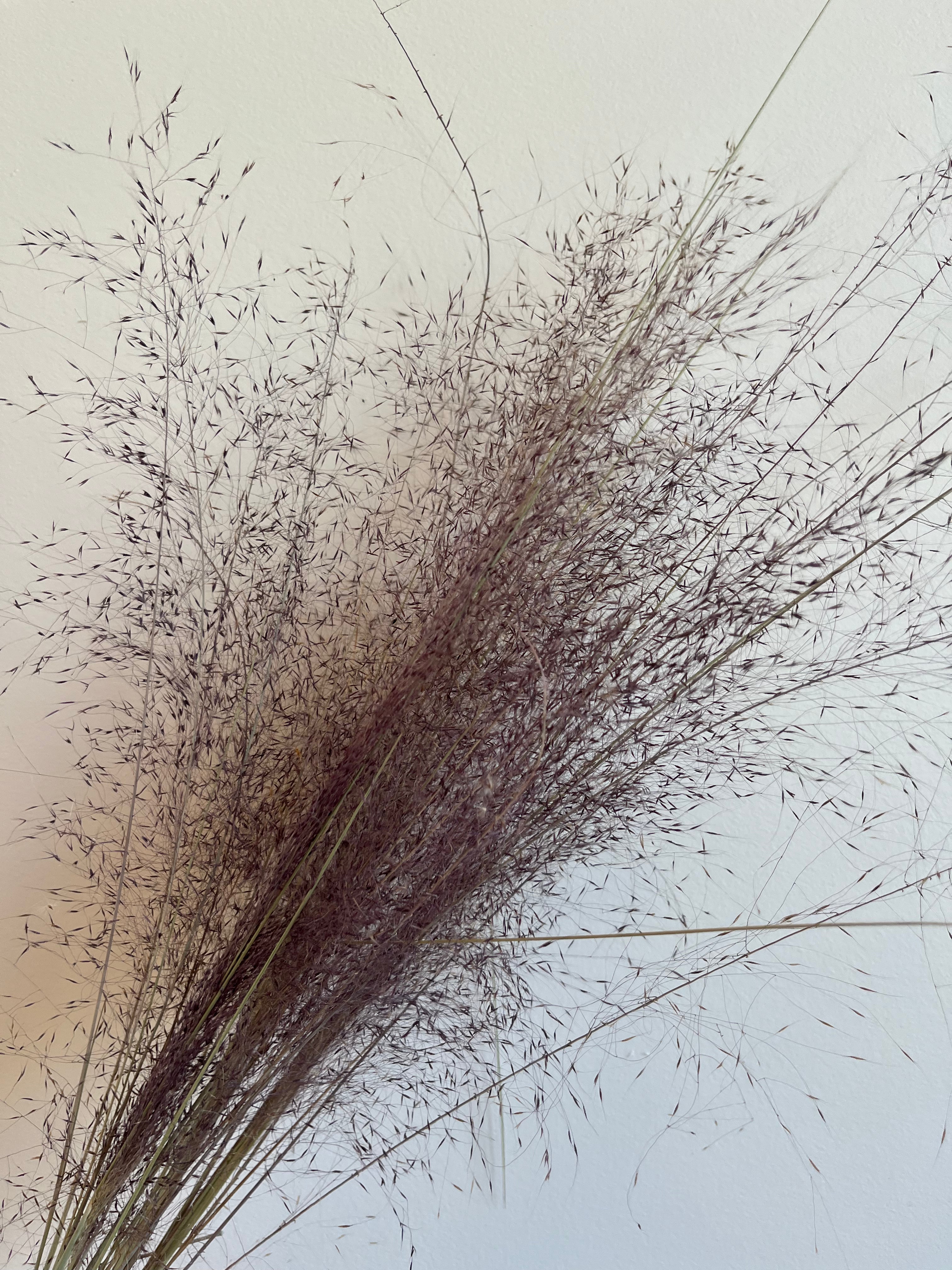 Muhly Grass- DRIED