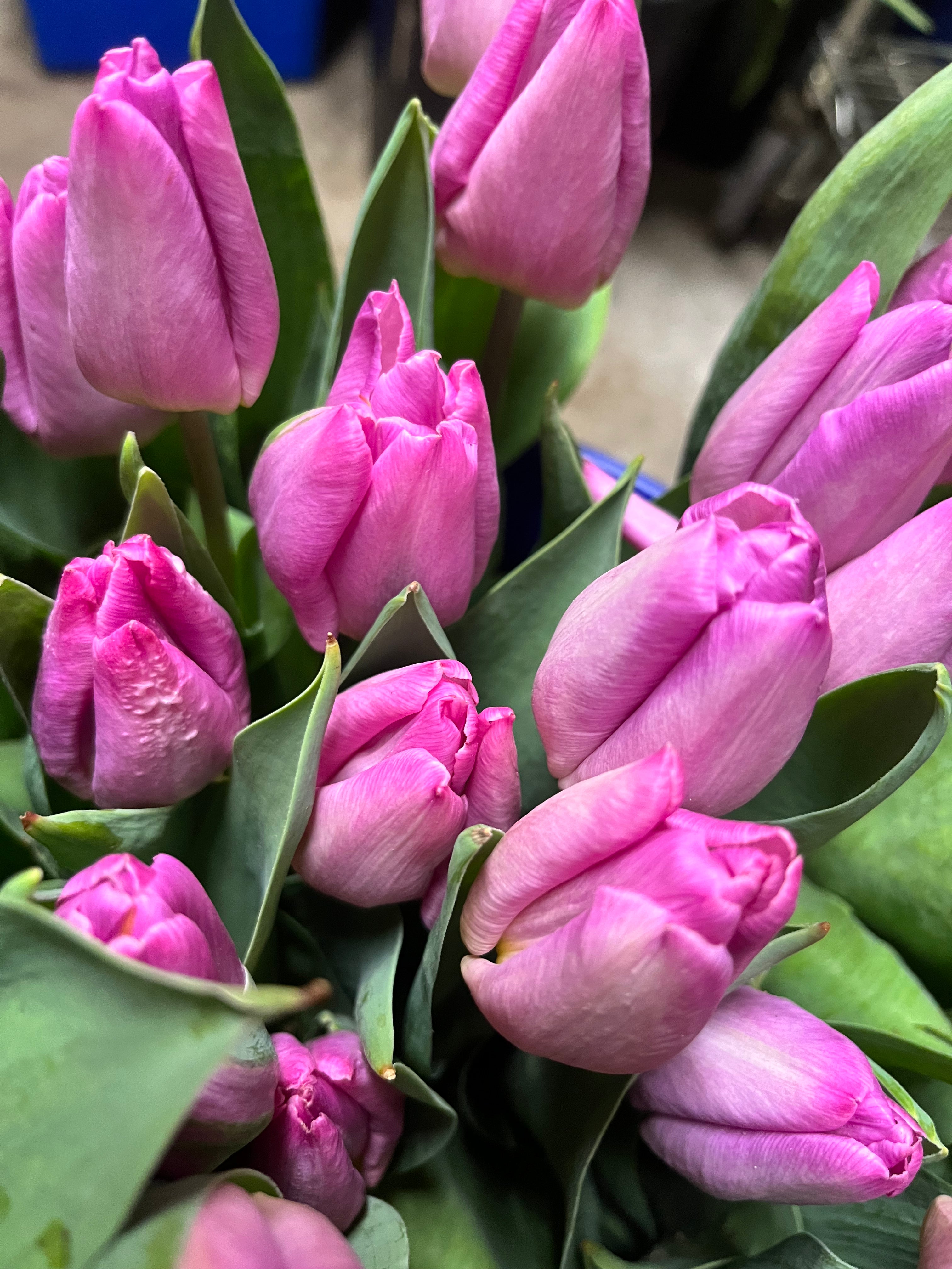 Tulip