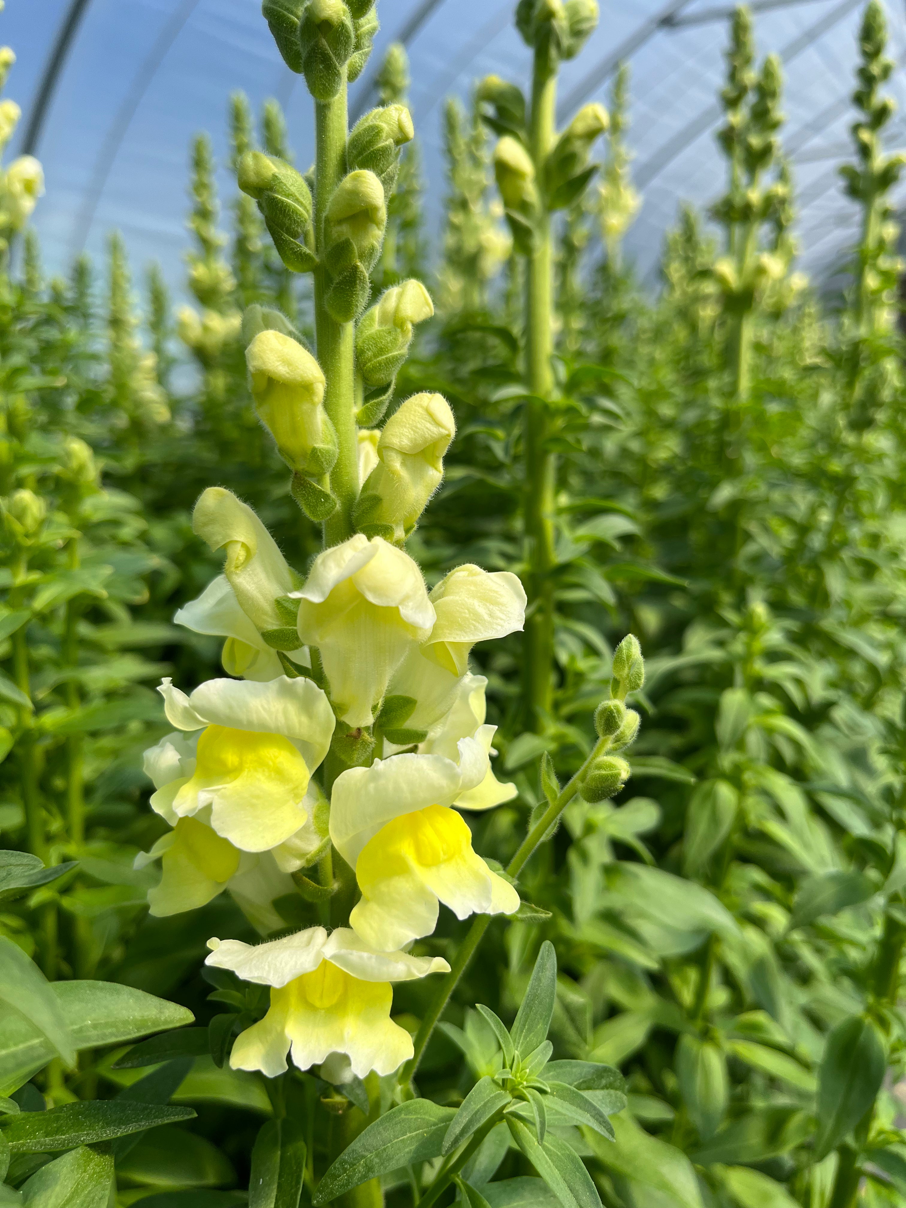 Snapdragon