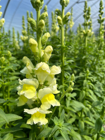 Snapdragon