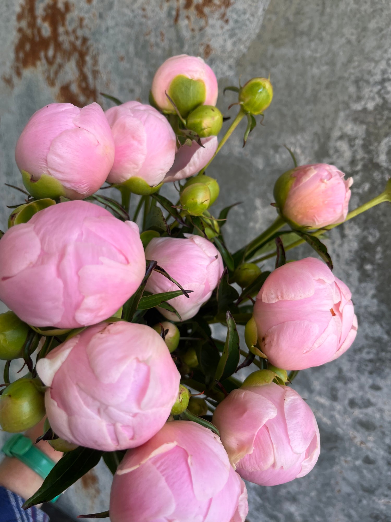 Peony