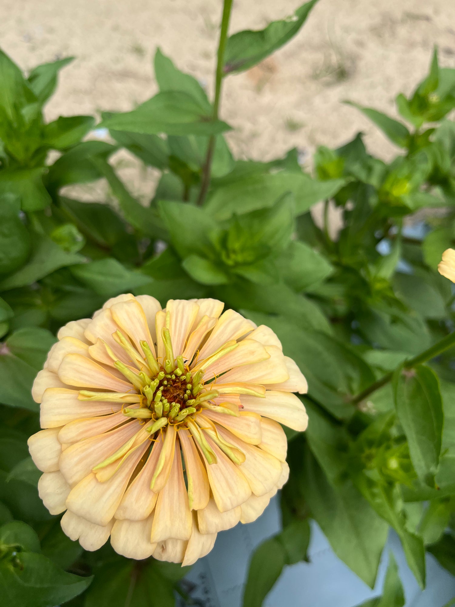 Zinnia Large