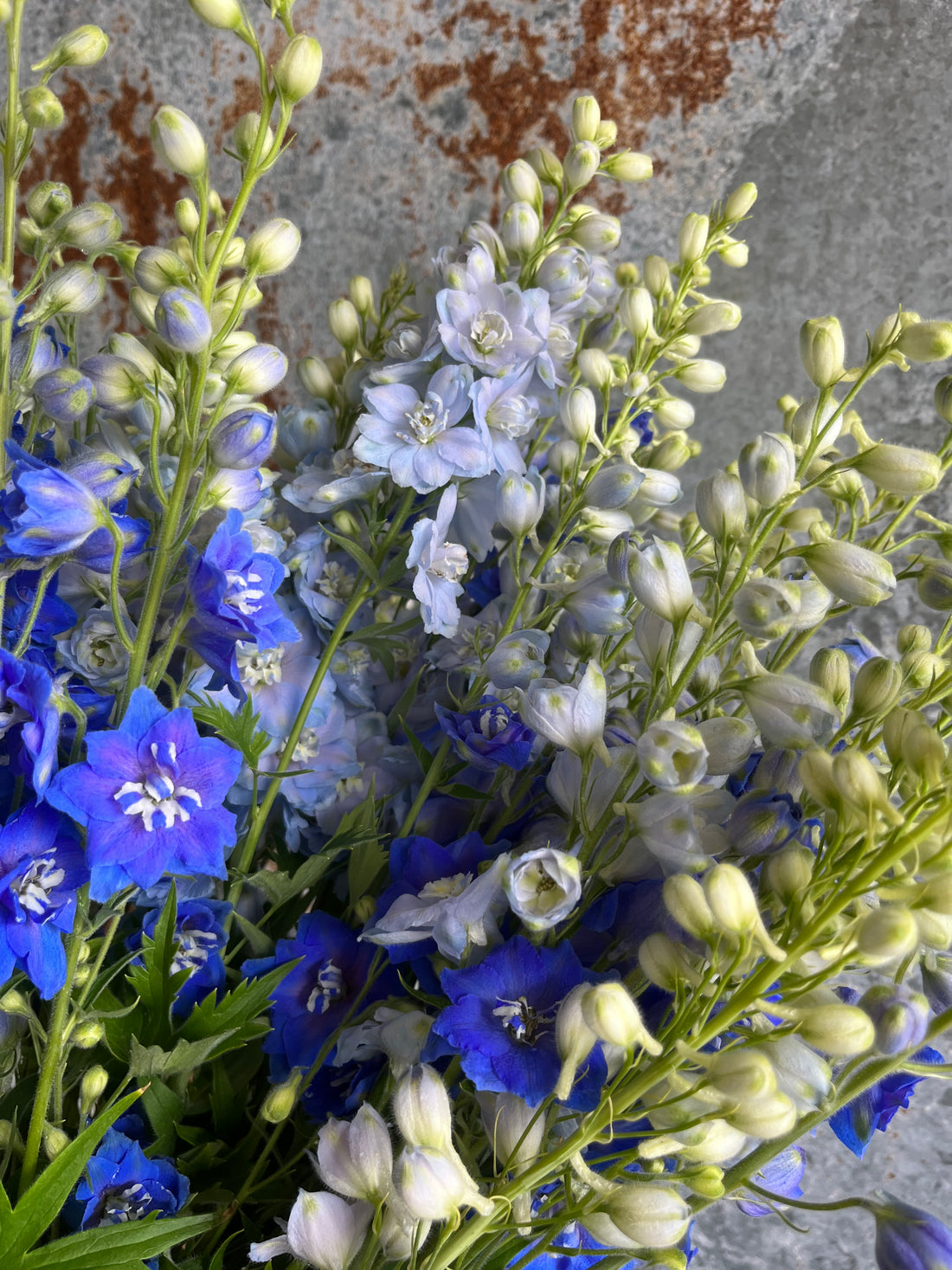Delphinium