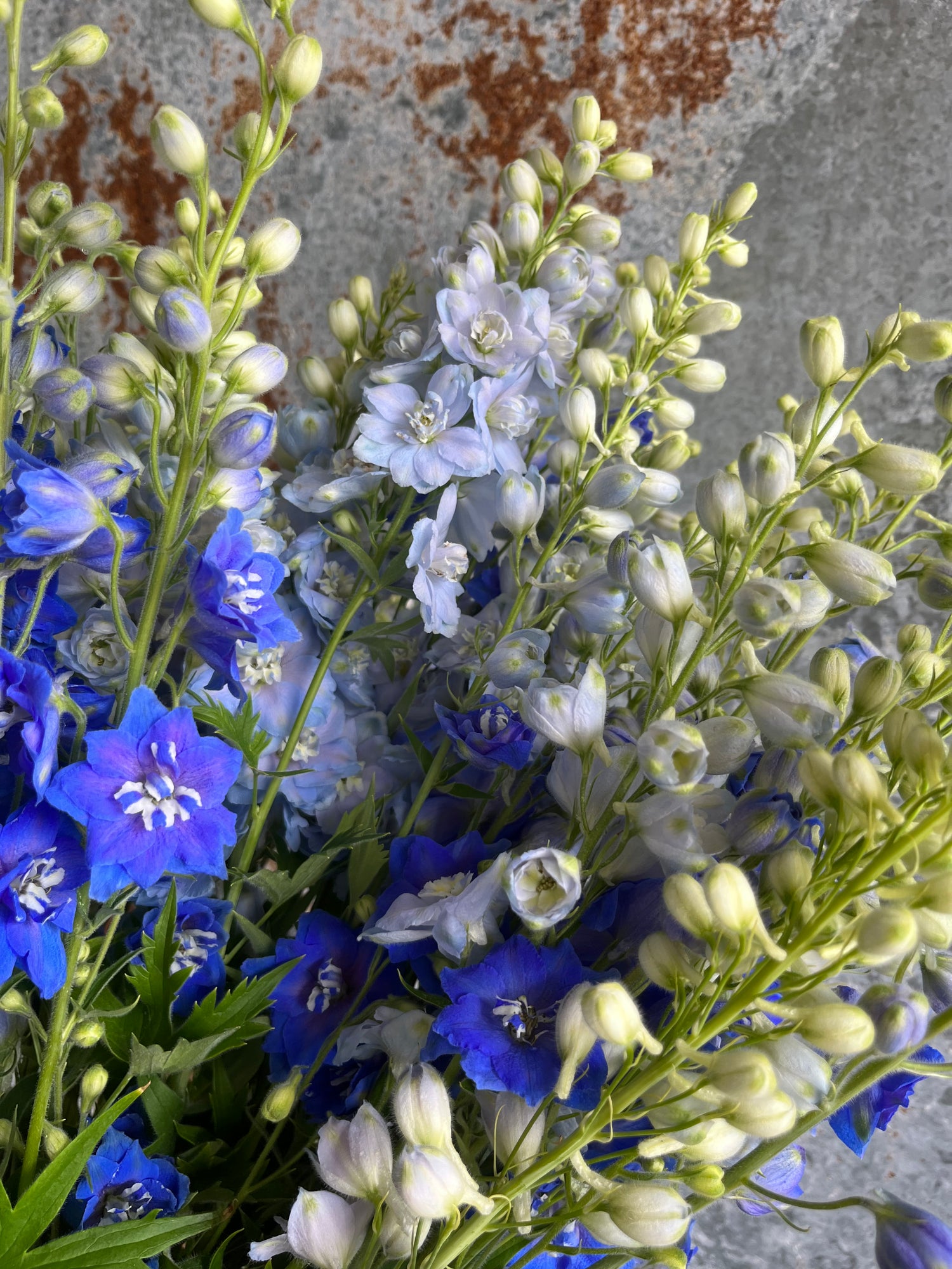 Delphinium