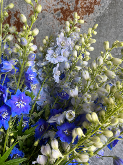 Delphinium