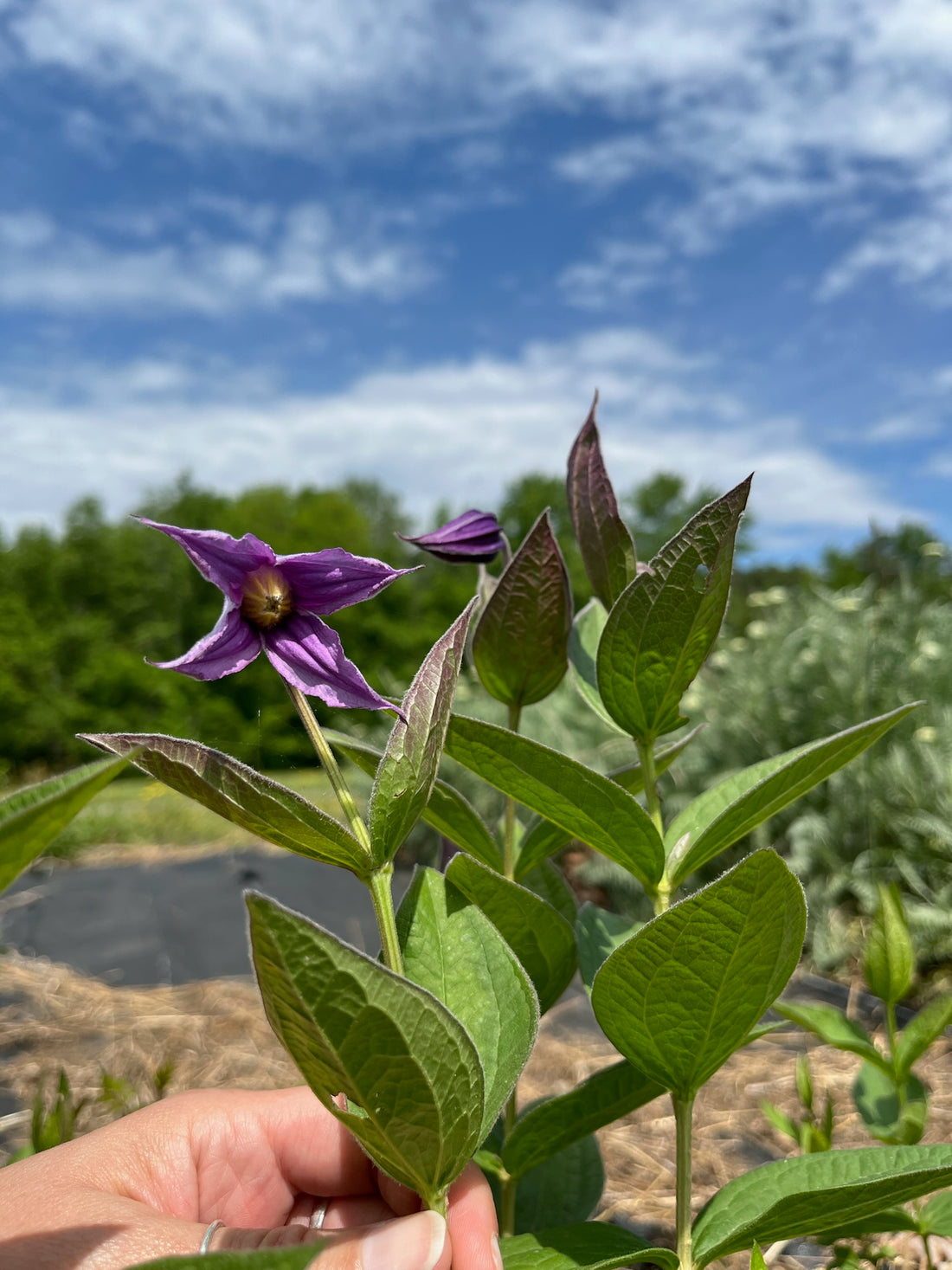 Clematis- Stand By Me