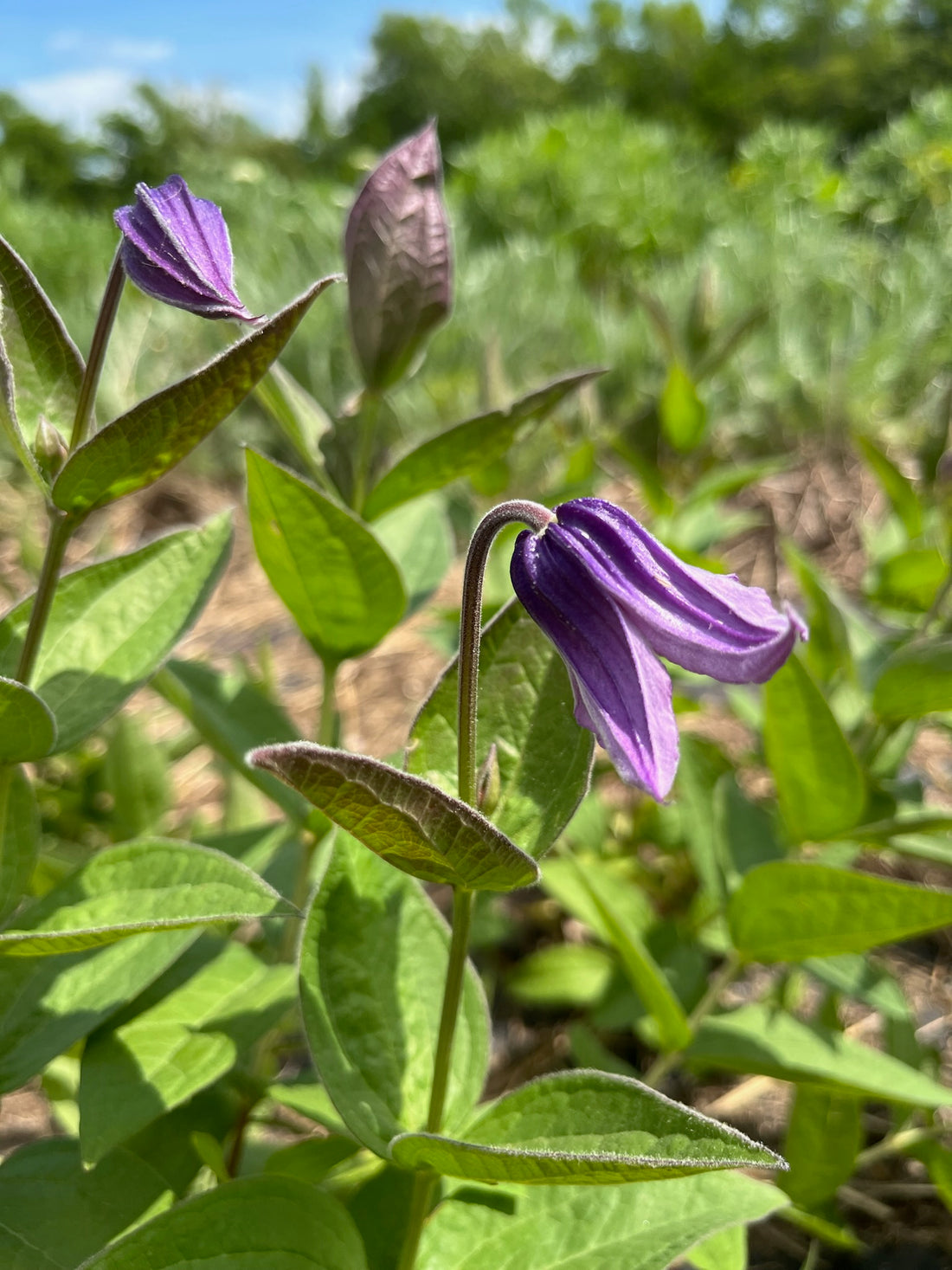 Clematis- Stand By Me