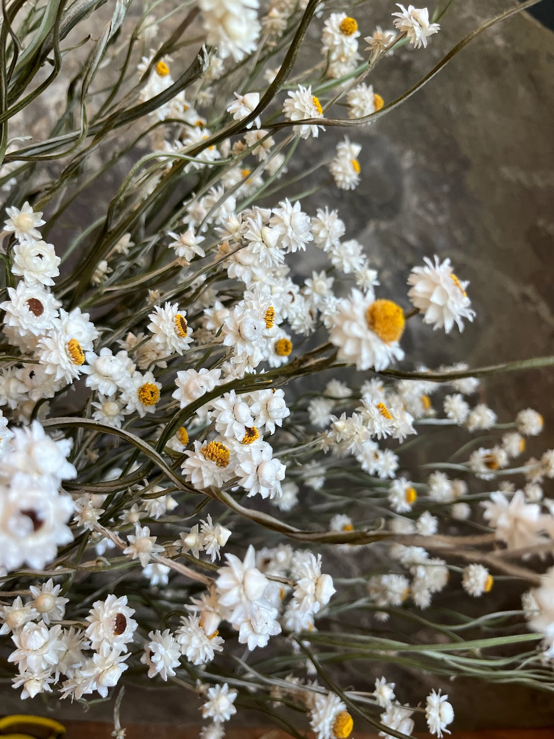 Ammobium- Winged Everlasting- DRIED