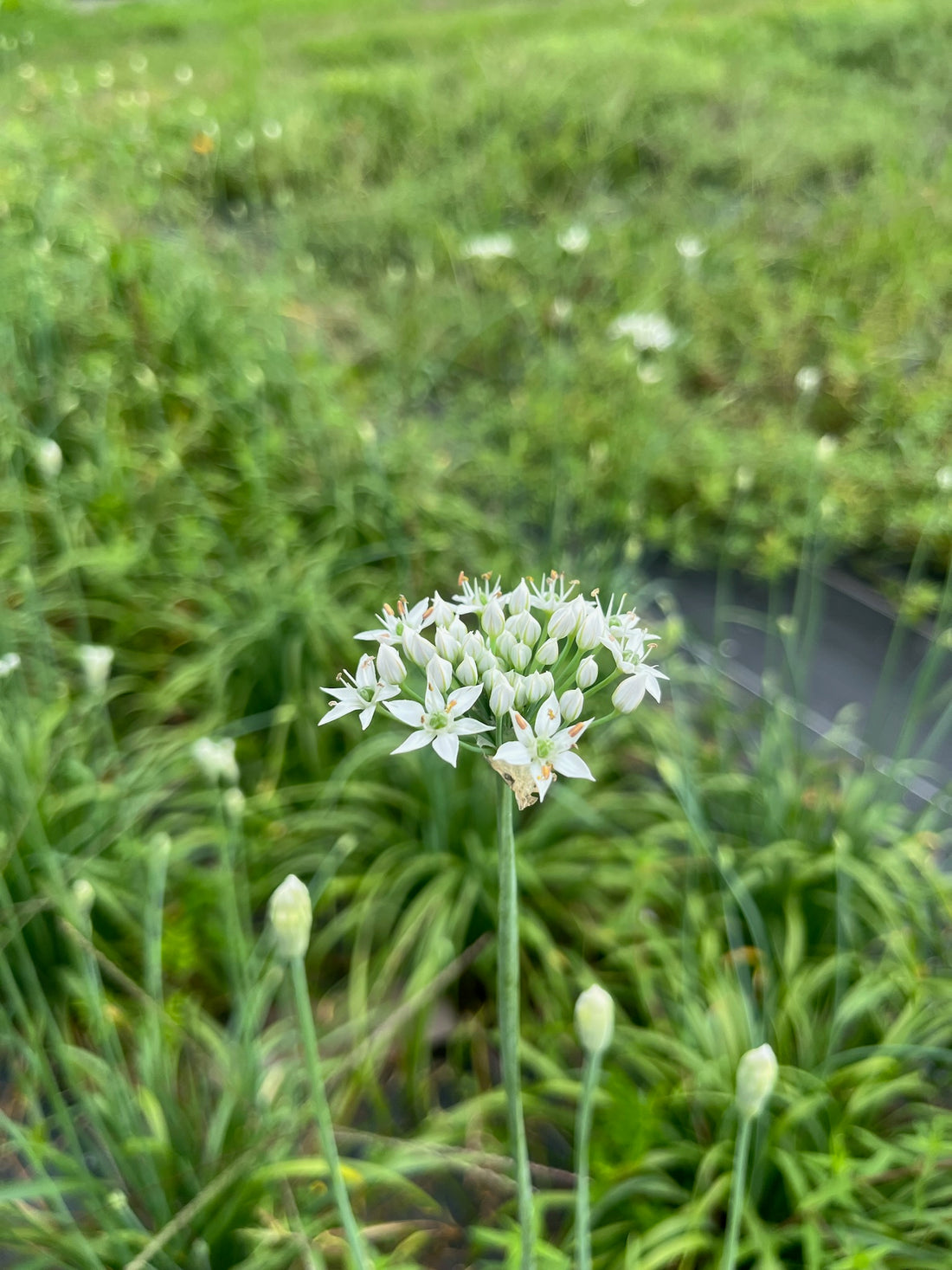 Garlic Chive