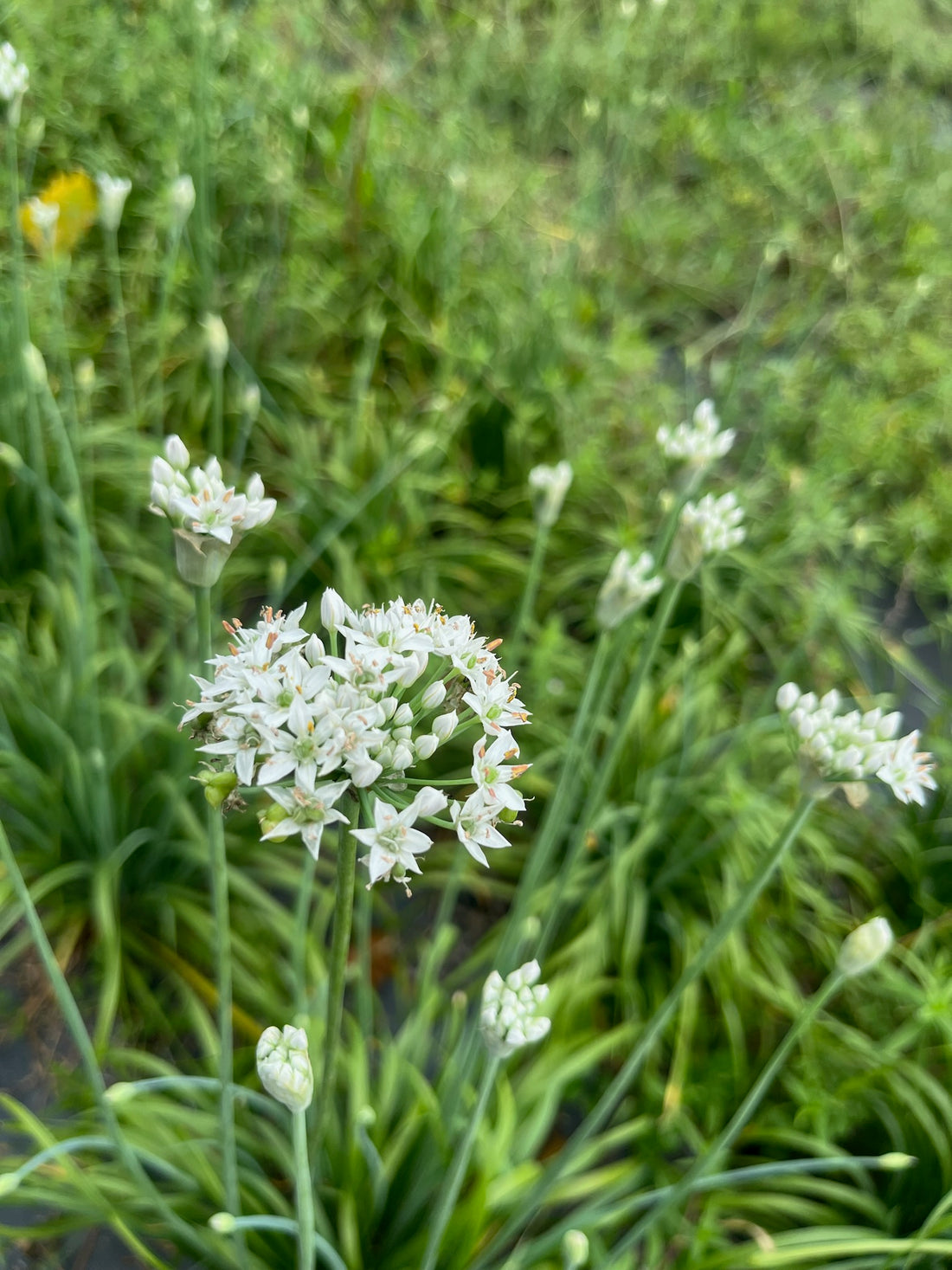 Garlic Chive